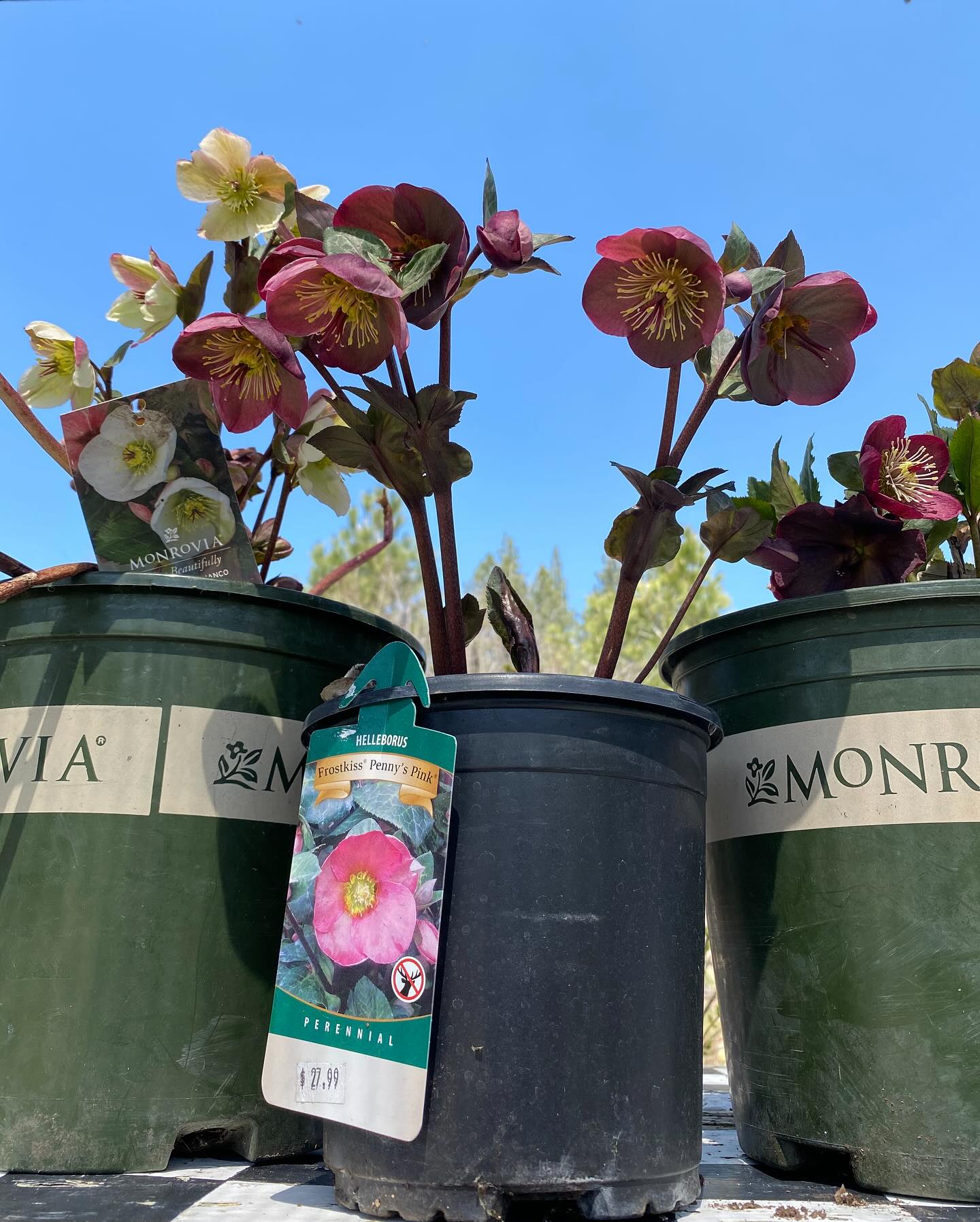 Early Spring blooms 🌸
🚨it is the last week to take advantage of our 25% off soils and fertilizers sale. We will be here this Friday-Monday (4/11-4/16) 10am to 4pm.
💪🏻 The perennials have overwintered here, and now is a great time to get plants in the ground in time for this summer season!
It’s been a great week of seeing friendly faces and we can’t wait to see more 🤗 come see what’s going on in our happy plant place