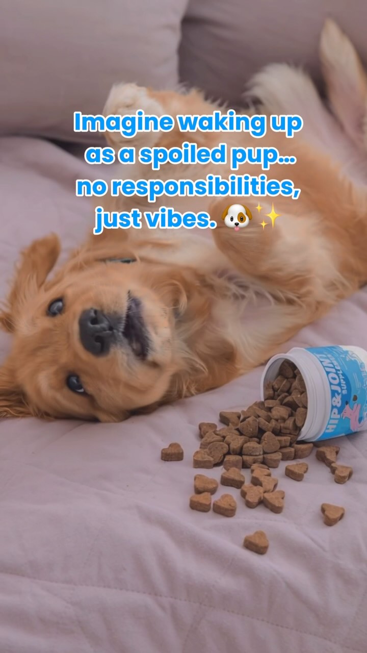 Imagine waking up with zero responsibilities—just treats, belly rubs, and naps. The dream life! 🐶💭
Find us on Amazon🩵
#PuppyLife #NoResponsibilities #Pawizon #doglove #puppylover #PuppyLove #doglover #dogstick #doglife #dogoftheday #puppydog