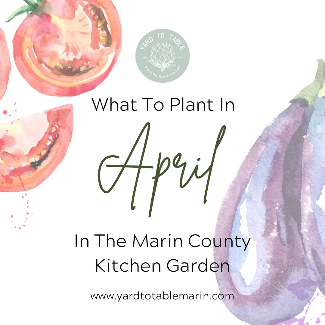 This is the month to start your summer edibles in the garden!
Before you plant your veggies we recommend doing a few things:
1. Clear out your cool season veggies & compost them.
2. Check your irrigation to make sure it’s working & fix anything that needs it.
3. Amend your soil & you can do a soil test if your cool season garden was not thriving!
We like to use the following:
-Organic worm castings and/or compost;
-A well-balanced, organic amendment (e.g. E.B. Stones’ Tomato & Vegetable Food);
-Mycorrhizal fungi in it (e.g. E. B. Stone’s Sure Start);
-A nitrogen rich organic amendment like Alfalfa Meal
4. Add your edible plants & water well!
What will you be planting this spring?
#yardtotablemarin
#fairfaxcalifornia
#sananselmo
#backyardfarmer
#growyourownfood
#ediblelandscape
#vegetablegardening
#marincountyliving
#eatyourveggies
#bayareagardening
#suburbanhomestead
#earthfriendly
#lesswaste
#lesswastejourney
#goinggreen
#intentionalliving
#yayforearth
#lowwastelifestyle
#slowliving
#consciousliving
#suburbanhomestead
#seachangejourney
#lovemotherearth
#organicgardening
#kitchengardendesign
#kitchengardens
#foodscaping
#yardtotable