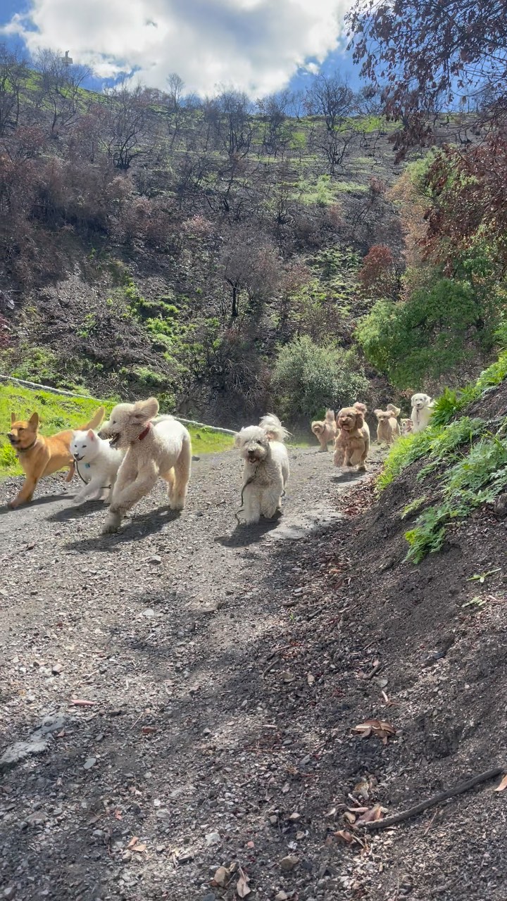 .
.
.
.
.
#packwalks #packwalk #dogwalker #dog #dogwalking #dogwalkerlife #dogwalkersofinstagram #dogwalkerslife #dogwalkers #dogs #doglover #hikingla #lahiking #hiking #dogsofinstagram