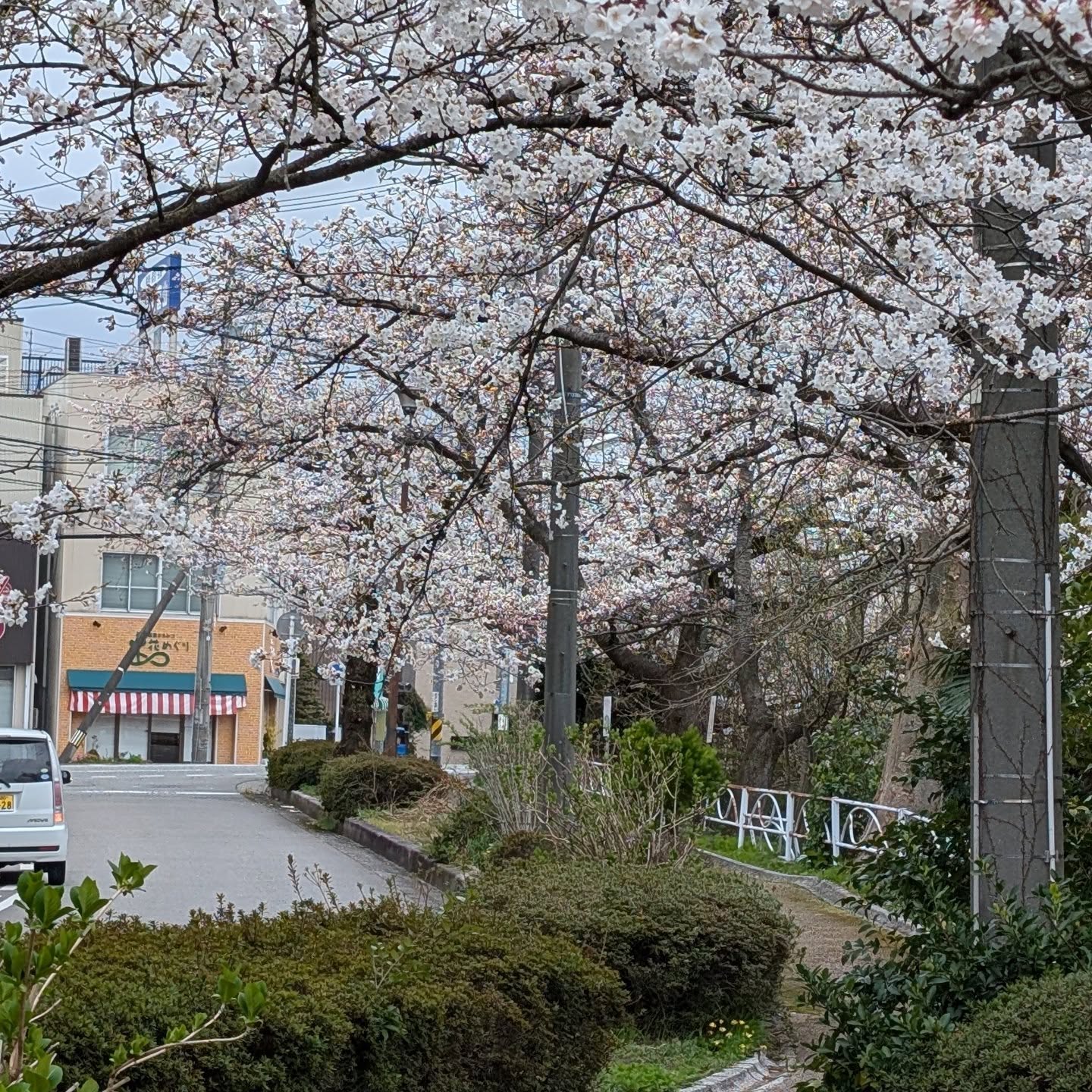 #いたち川さくら🌸 気温12℃
左奥紅白の幕#花めぐり店です。花見がてら、はちみつドリンクはいかが?