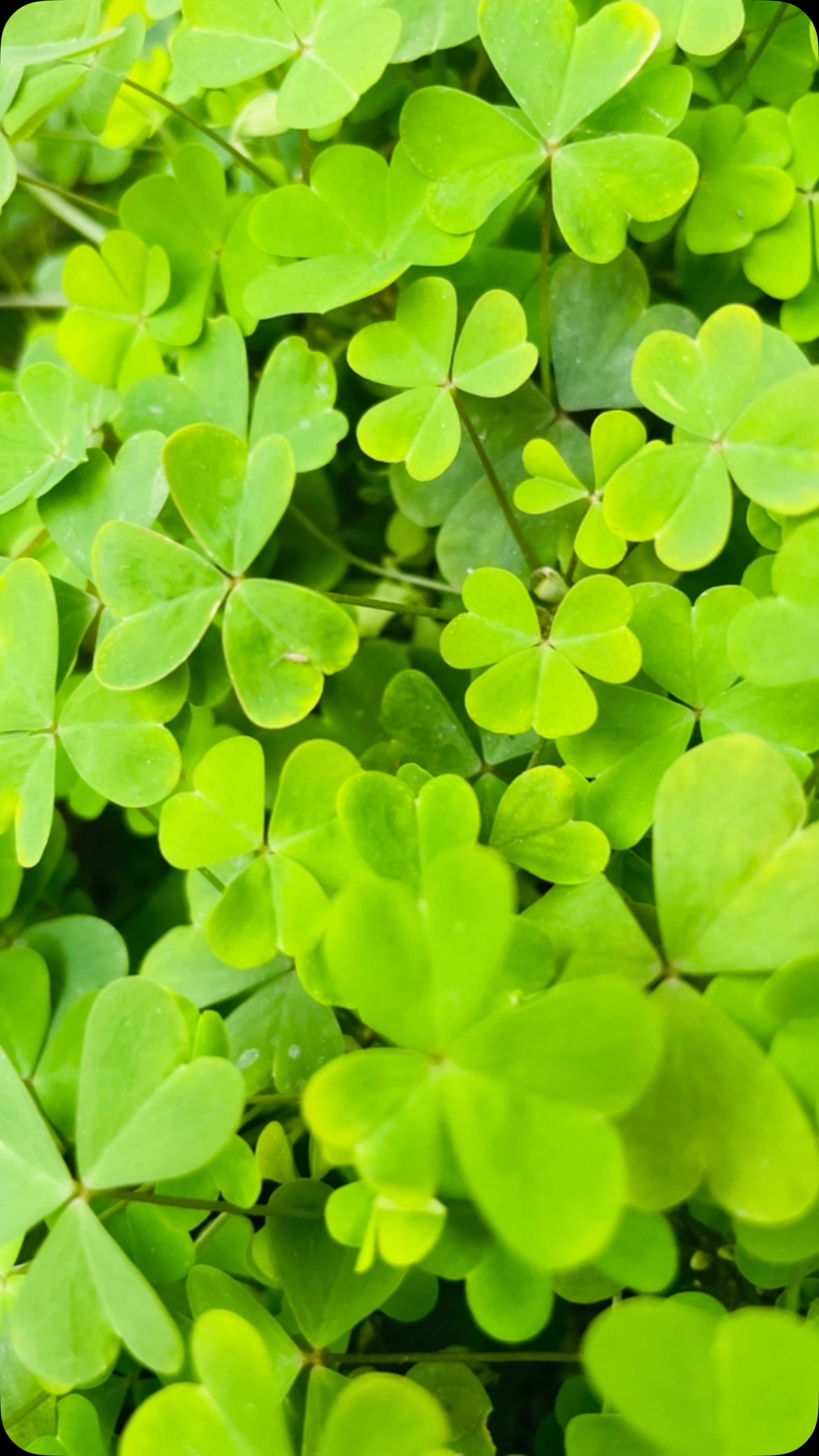 #dublin #ireland #shamrocks โ๏ธ