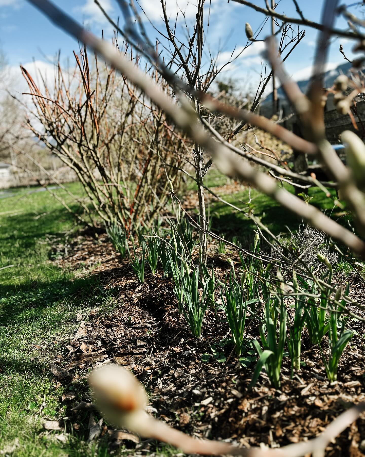 Neben dem Artikel im @cosy_mag, den ihr bald alle lesen könnt, gibts noch was Erfreuliches zu berichten: DIE NARZISSEN KOMMEN! 😅🫶
#narzissen #blumenmachenglücklich