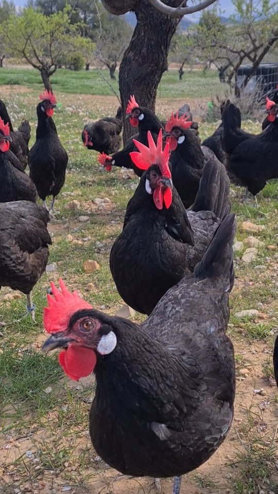 Así viven nuestras gallinas 🐔🥚🌿
En una finca totalmente ecológica en la sierra de Bullas, rodeadas de naturaleza y pastos, con libertad para entrar y salir de sus gallineros. ⛰️🌸
Para nosotros su bienestar es nuestra mayor meta. Porque sabemos que el sabor único de nuestros huevos depende en gran medida de su máximo bienestar y de una buena alimentación y ejercicio físico. Además de que lleguen con la mayor frescura a tu mesa.
¿Los has probado ya? En nuestras historias destacadas puedes encontrar los puntos de venta dónde encontrarlos.
Vuelve a disfrutar del sabor de los huevos de toda la vida.
#gallinamurciana #gallinacastellananegra #huevosecologicosmurcia #vida rural #alimentaciónsaludable #productosdecercania