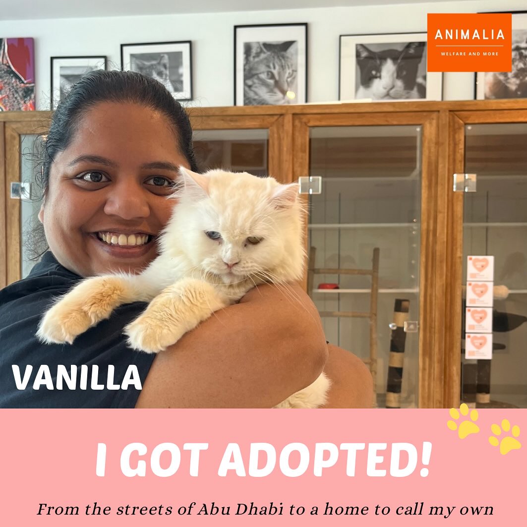 #animaliauae #uae #loveuae #cats #animals #animalwelfareinschools #communitycats #animalrescue #abudhabi #loveanimals #catsofinstagram #animalwelfare #veterinary #vetclinic #veterinaryclinic#surgery #adoptdontshop #catadoption #lovinabudhabi # adoptdontshop #animalwelfareabudhabi#friendsofanimalia #animalianaughtypeter #animalwelfareeducation #internship #sustainability #yearofcommunity #uae2025
#followers @uaeu @animaliauae
