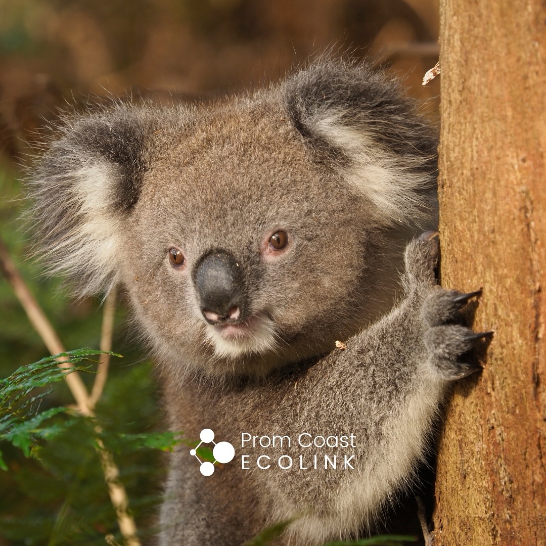 Check out this Fish Creek local!
This joey was spotted last week enjoying a moment in a shining peppermint tree that was planted 35 years ago by the humans who also live here. The joey moved on shortly after for a feed in a nearby manna gum.
Every tree counts for our koalas! Here are some easy actions to help koalas in South Gippsland:
🌱 Plant a gum! In South Gippsland, they like Manna Gum, Mountain Gum, Snow Gum, and Blue Gum, to name a few.
☕️ Donate the cost of your next coffee to the Strzelecki Koala Action Team (see below!).
🌳 Join your local Landcare group and help plant trees this winter.
👯♂️ Work with your neighbours to create connectivity between your gardens.
🐄 Protect your trees from livestock with wildlife-friendly fencing.
🛻 Drive mindfully, especially at night and around bends.
🐕🐈 Keep your pets contained at night.
❤️ Keep loving and enjoying nature in South Gippsland!
The Strzelecki Koala Action Team (SKAT) working directly to save these local koalas from extinction.
Last weekend, SKAT held their first Koalathon to raise much-needed funds and awareness of the Strzelecki Koala.
The Koalathon had over 50 koala lovers walk, ride, and run for koalas—including our Chair, Anda Banikos—and raised over $7,000!
SKAT has a goal for April of $8,000.00, and although the Koalathon has passed, you can still help them reach their goal here: koalathon.raiselysite.com/donate. 🔗 in Bio.
@foemelbourne
#southgippsland #strzeleckikoala #fishcreek #wilsonsprom #theprom #biodiversity #southgippslandlandcarenetwork #wildlifecorridors #biolinks #southgippslandshire #southgippslandphotography