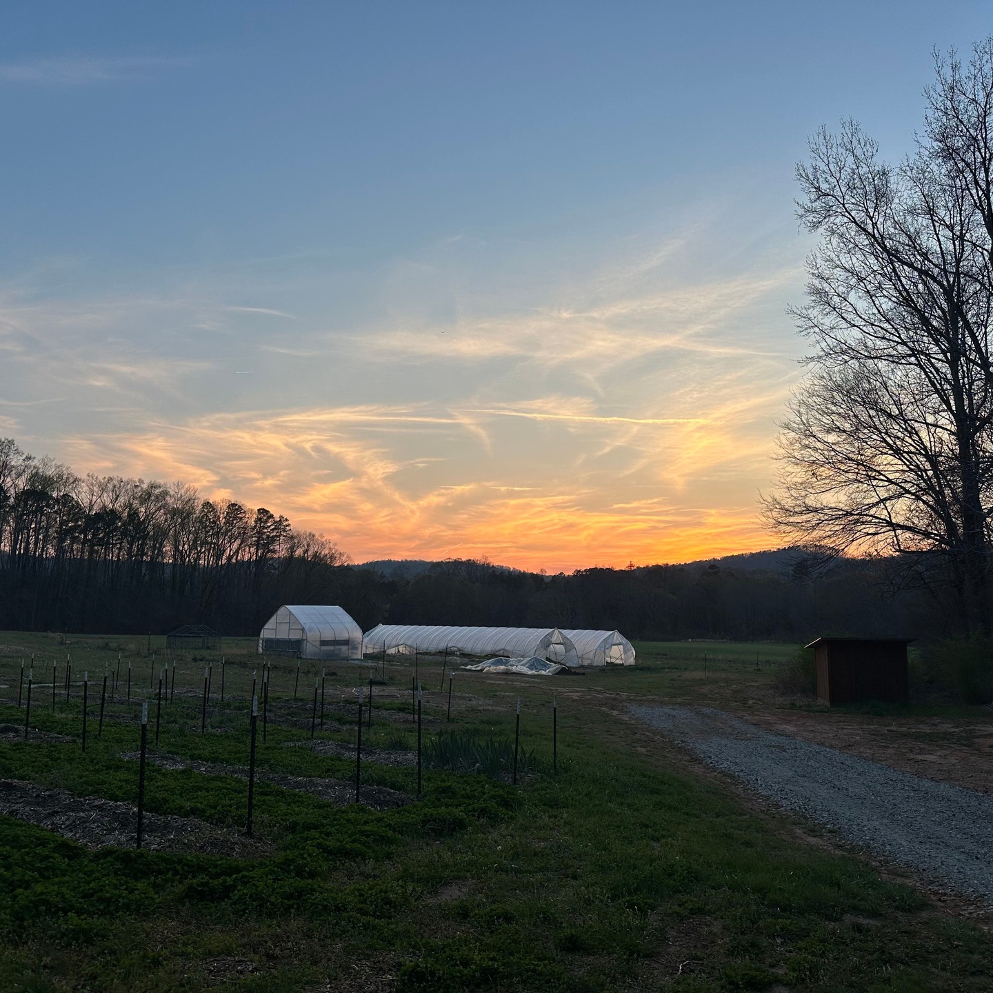 We want to thank everyone who came out last Thursday to help us ring in a new season at the farm! It was a great turnout and we were so glad to see people going home with so many plants , flowers and other farm treasures. We will host another event in the fall with all the usual, fun farm activities. 🎉
In the meantime come see us in the store! Our farm store is now open for regular hours every Friday from 1-4pm. If we add hours over the summer y'all will be the first to know. Stay tuned for more farm updates here, or sign up for our newsletter! 💌
#thankyou‼️ #peachhousefarm #toccoa #wandernorthgeorgia #curraheemountain