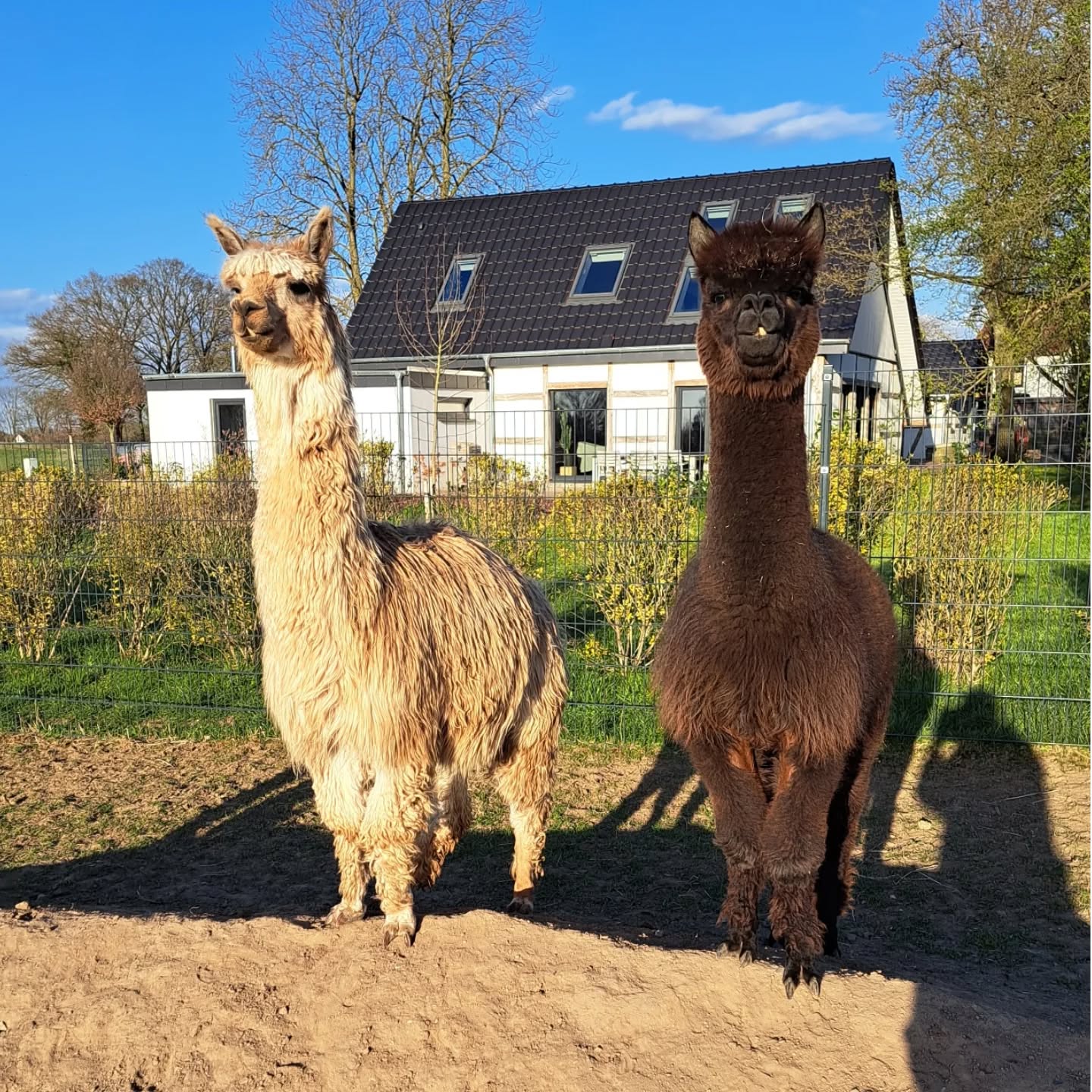 Das ist ein kleiner Hügel mit großer Bedeutung. Die Aufregung ist groß, denn unsere Hengste sind in ihre Sommerresidenz gezogen. Um etwas Luft abzulassen, wurde erst kräftig gerangelt und sich gewälzt. Immer wieder schön, wieviel Spaß unsere Jungs zusammen haben.