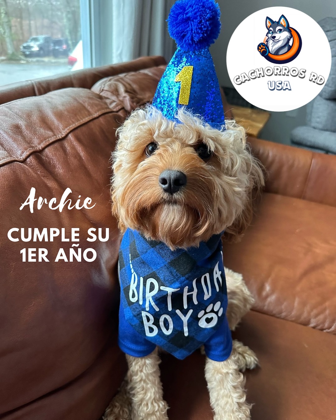 Felicidades a Archie 🥳 El lunes 7 cumplió su primer año 😍 Y está hermoso y bien cuidado. Gracias por enviarnos siempre fotos de los bebés y su nueva vida. Le deseamos muchos abrazos y besos y que la vida le llene de amor familiar ❤️
ㅤ
ㅤ
#Cachorrosrd #archie #poodle #cavapoo #lovedog #perros #birthdaydog #dogs #birthdaycake #pets