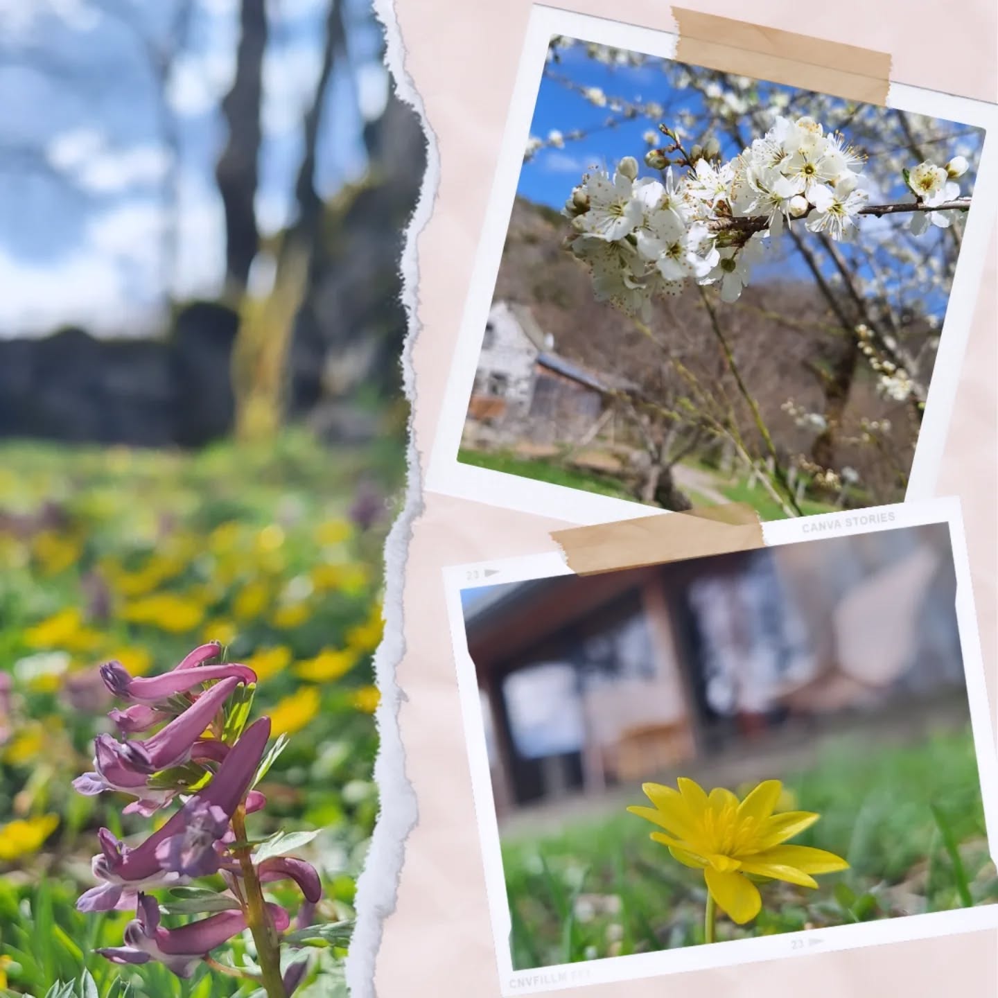 Premier week-end printanier à Sagnove 🌼🌺
#photooftheday #nature #mooddujour #gitenature #slowlife #seressourcer #lodge #jardinnaturel #semettreauvert #flowers #auvergne_focus_on #sancy