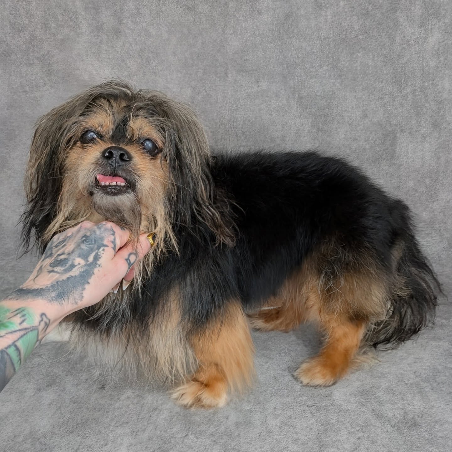 Stuggi 😍
#hundefrisör #hundefriseur #dogmakeover #doggroomer