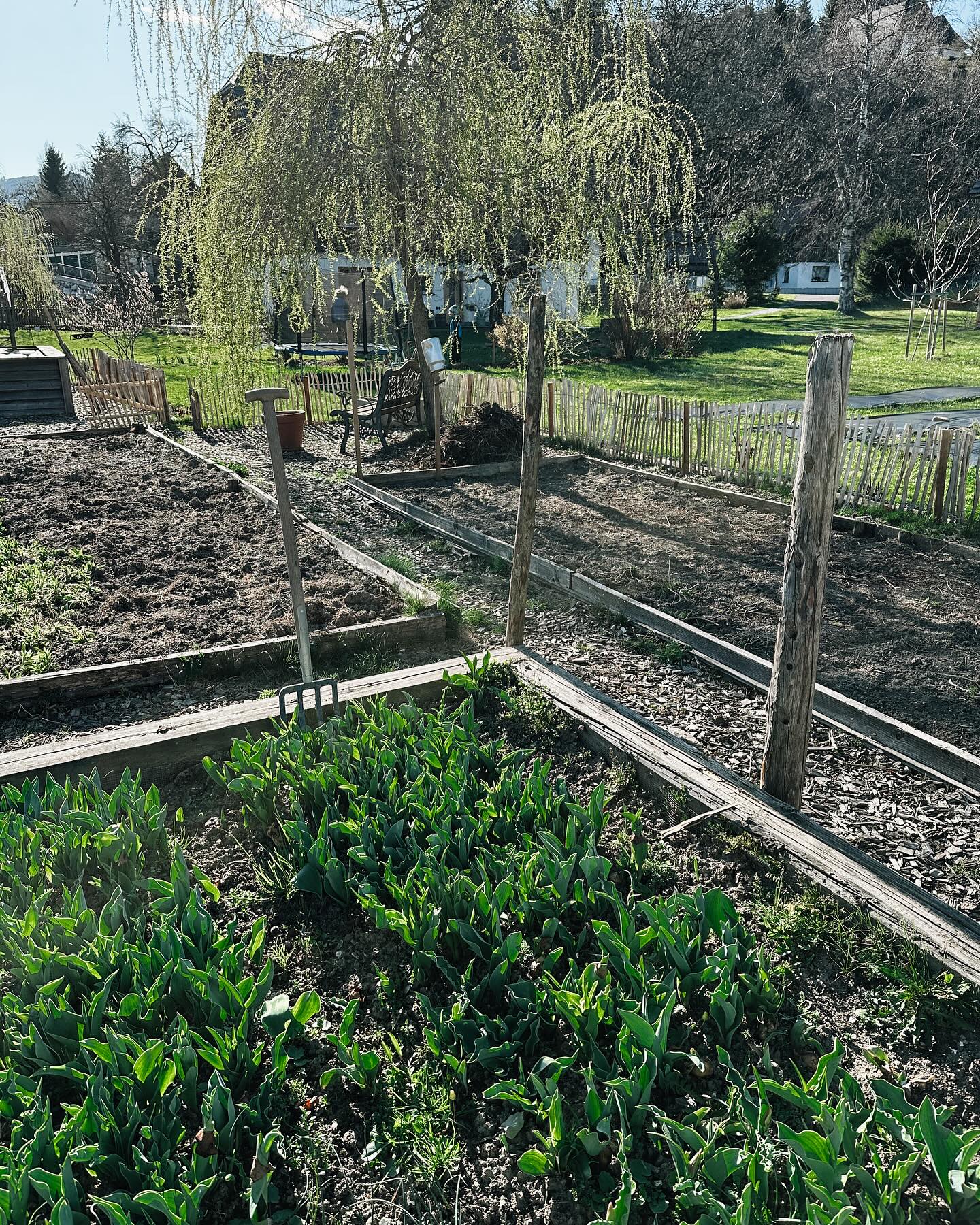 Die Beetvorbereitung ist ein wahres Vergnügen – besonders für die Rückenmuskulatur.
Der Anzuchtskasten quillt über mit Levkojen, Kornblumen und Ammi, die bald ihren glamourösen Auftritt im Garten haben wollen.
Bis dahin habe ich jedes Pflänzchen mindestens zwei Mal umgepflanzt und unzählige Male gegossen. Slowfloweranbau? Klar, das bedeutet nicht, tänzelnd durch die Beete zu schlendern und Blumensamen wie Zucker zu streuen. Wer braucht schon einen Fitnessraum, wenn man so viel Rückenübungen im Garten hat?
#blumenbauer #gartenfitness #blumendieanmorgendenken #workout #beetvorbereitung #flowerbauer #power