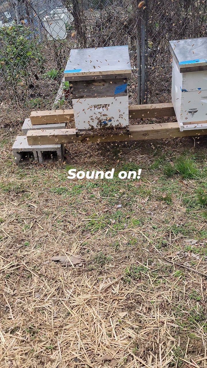 A little excitement at @himmelsgardencenter today! First swarm of the year 🐝 🐝 🐝
#beekeeping #honeybees