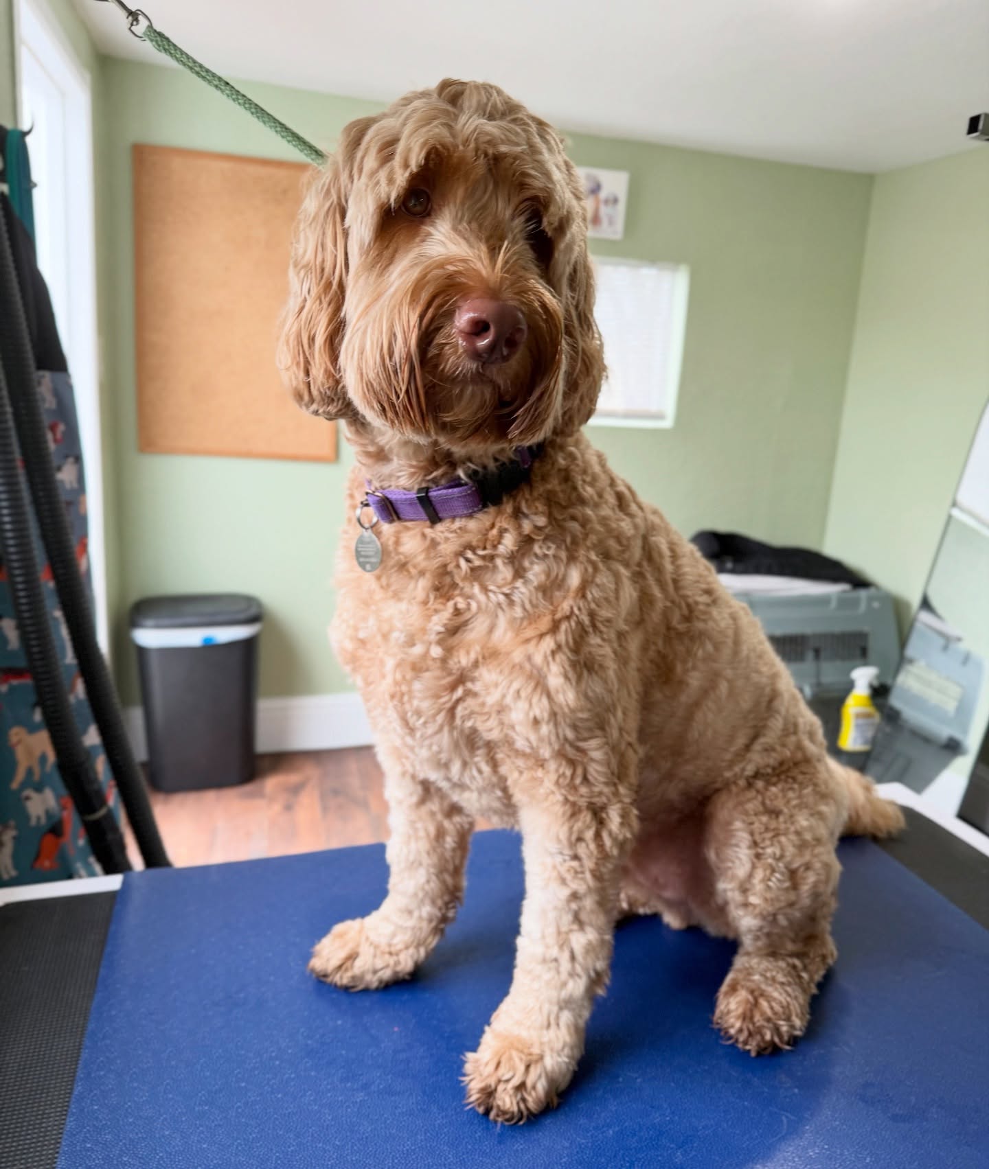 How handsome is Otto! This handsome teddy bear was so sweet for his grooming today! I love his long tail 😍🐾
Welcome to the MG experience.
#goldendoodle #sandiego #dogpark #dogbeach #malorygrooms #doggroomer #fearfree