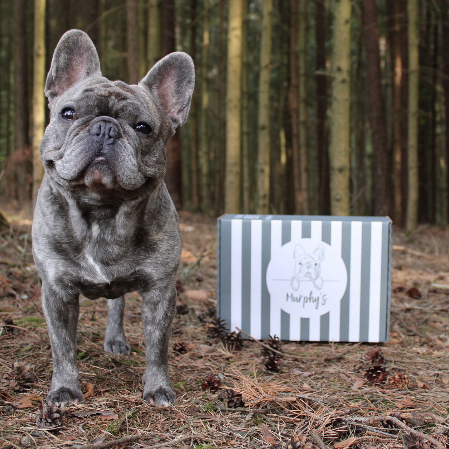 I hope you find something that makes you smile today 🫶🏻
—————————————————————
www.murphysbox.de
—————————————————————
#hundeliebe #dogstore #smallbusiness #onlineshop #dogtreats #organicdogtreats #healthydogtreats #frenchie #hundeladen #lovedogs #dontforgettosmile #happydog