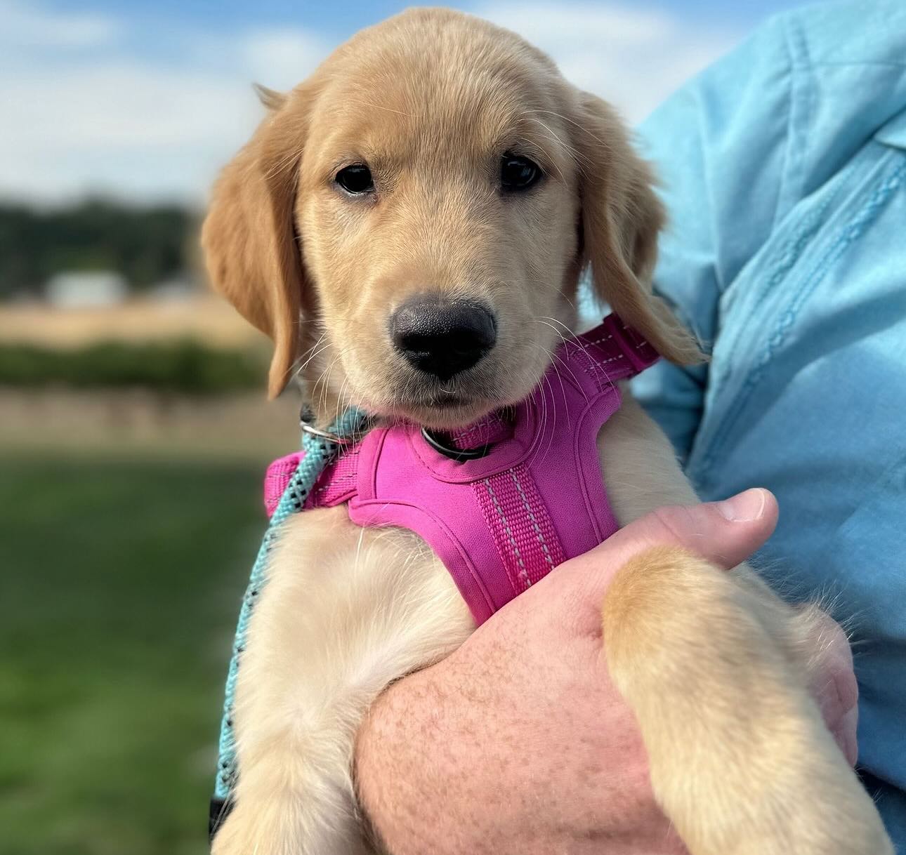 You guys! 💛 Guess who has her first birthday next month? Miss “See the Light or Feel the Heat” Reagan! We love you pretty girl! And just like that we have 3 grown up Goldies! 💛