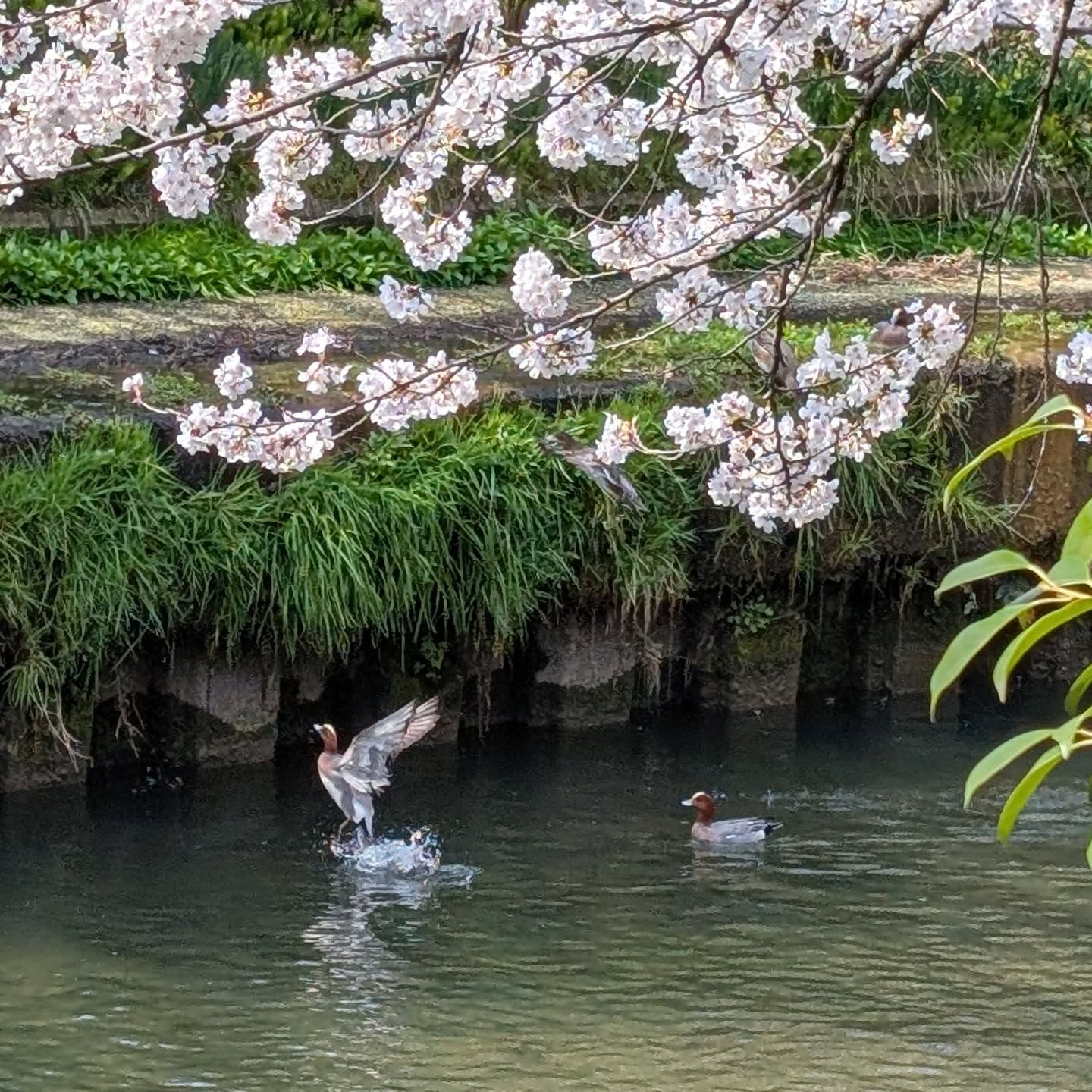 #いたち川沿い #カモ&さくら