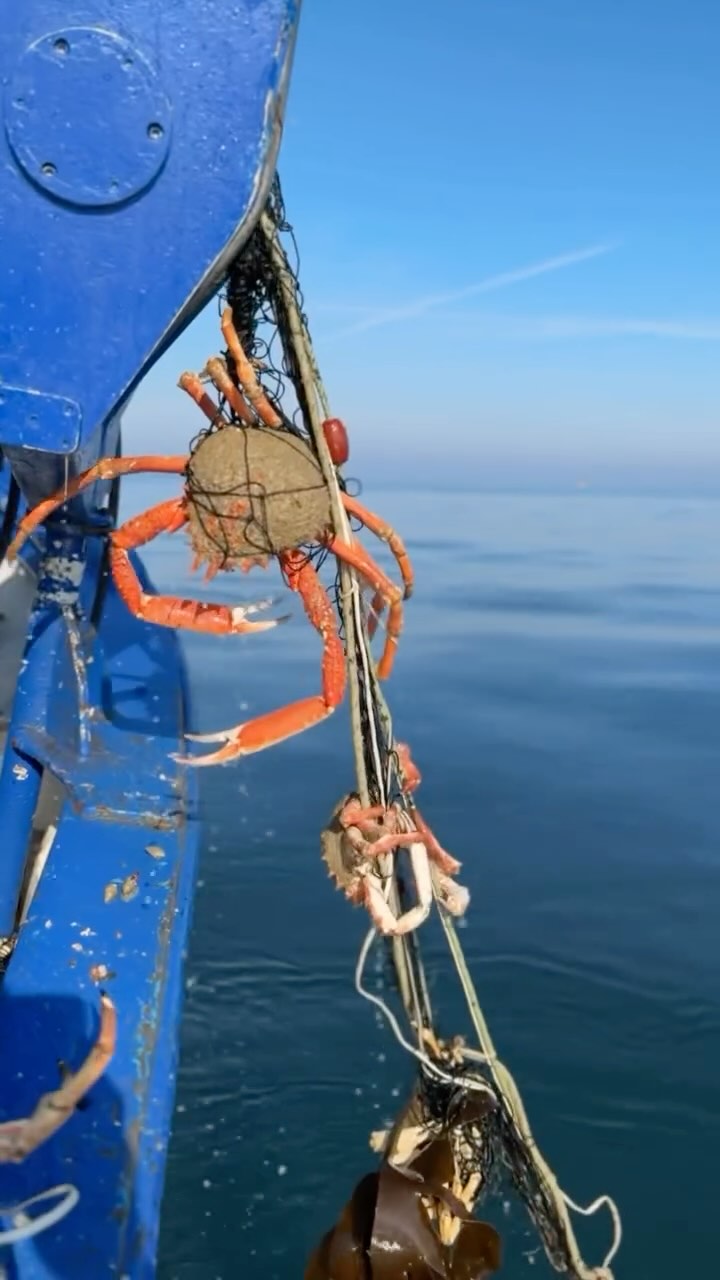 Bonne journée à tous ☀️🦀
#providence #araigneesdemer #araignees #poisson #fish #local #ultrafrais #coquillessaintjacques #coquillesaintjacquesdelabaiedesaintbrieuc #coquillesstjacques
#venteendirectdupecheur #femmemarinpecheur #womenofthesea #womenfishing
#erquy #erquytourisme #bretagne #capderquyvalandré
#bretagnetourisme #mydinancapfrehel #bretagneforever #pourdebon #expedition #24h