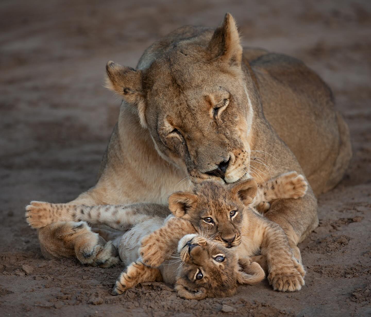 A week of solid book writing is done. Phew it’s going to be some book I hope🙏🏼 So it’s time to relax and celebrate just a little, remembering special times! Lions in some many popular parks - the well funded ones - can be so tame that we are allowed close into their personal lives. Personally I don’t like see game drive vehicles ‘on top’ of lions, and especially leopards. Staying back a distance with a longer lens always results in a better shot. Even without a longer lens it’s going to be a better shot staying back a bit. I wish guides and clients knew this. If your guide does not, ask him politely to park further away👍🏼♥️🦁
#lions #lion #bigcats #big_cats_nature_photography #africa #mashatugamereserve