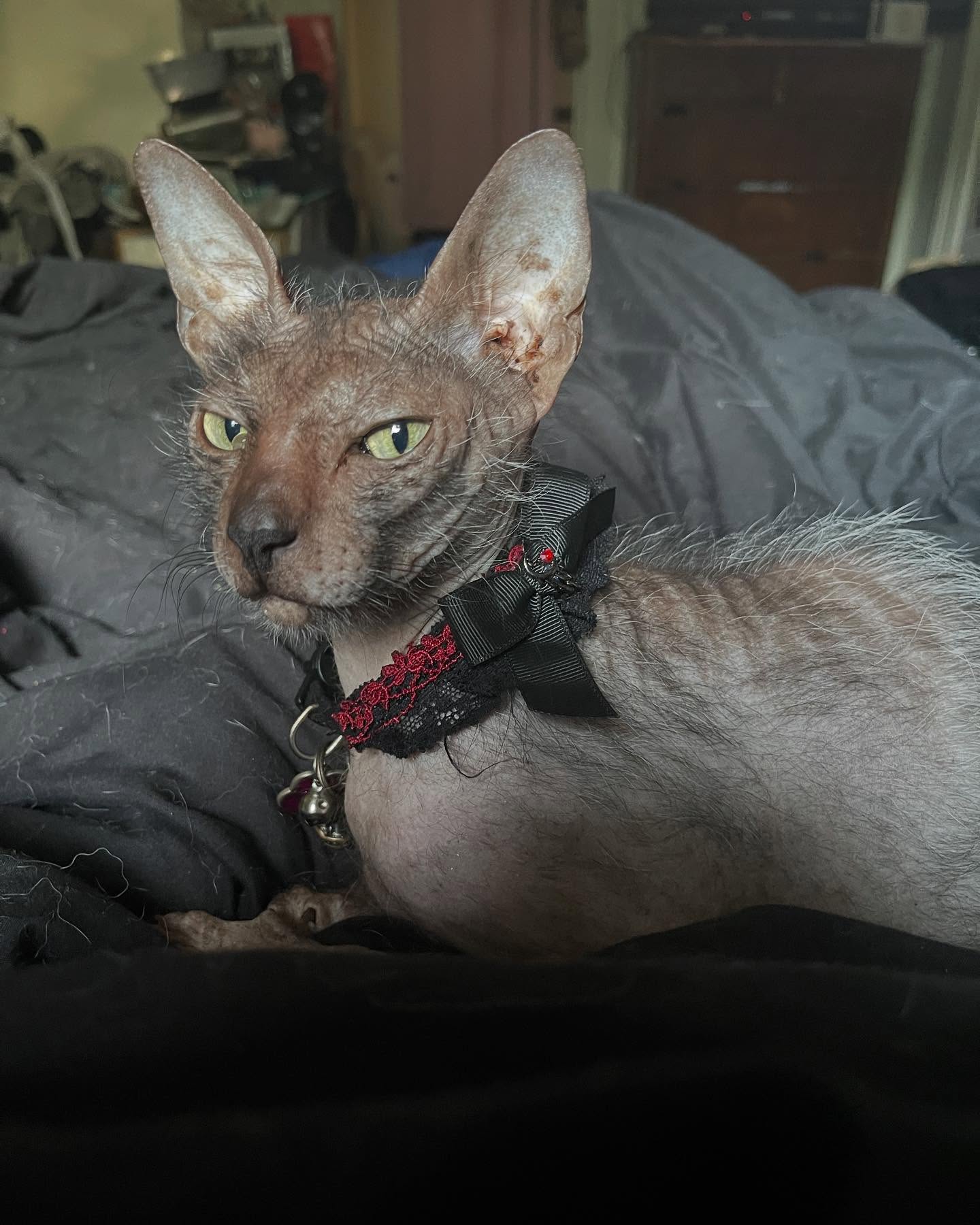 Yawn!
#catsofinstagram #cats_of_instagram #cats #catsdaily #catsofday #cats_of_world #cat #kitty #fypppppppppppppppppppppppppppppppppppppppppppppppppppppppppppppppppppppp