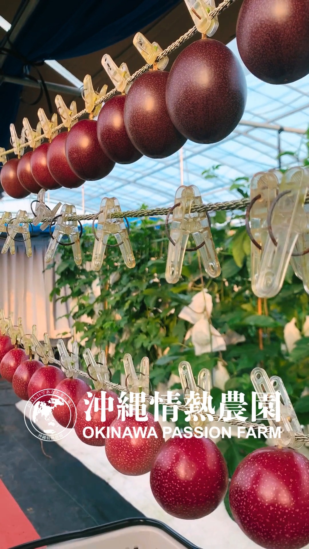 はいさい!
沖縄情熱農園の山城です。
まだ実が小さいですが、少しづつ収穫できるようになってきました。
贈答用のパッションはL玉以上の最高級品のみを選別しているので、採れたばかりは中々出荷できません。
最高級パッションフルーツをお届けするので、もう少しだけお待ちください。
皆様にお届けできる日をこころより楽しみにしています。
#パッションフルーツ #沖縄情熱農園
上が #情熱の女神 下が #蜜の女神