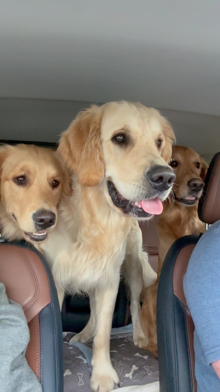 Our 3 Goldies react to different sounds 🤪