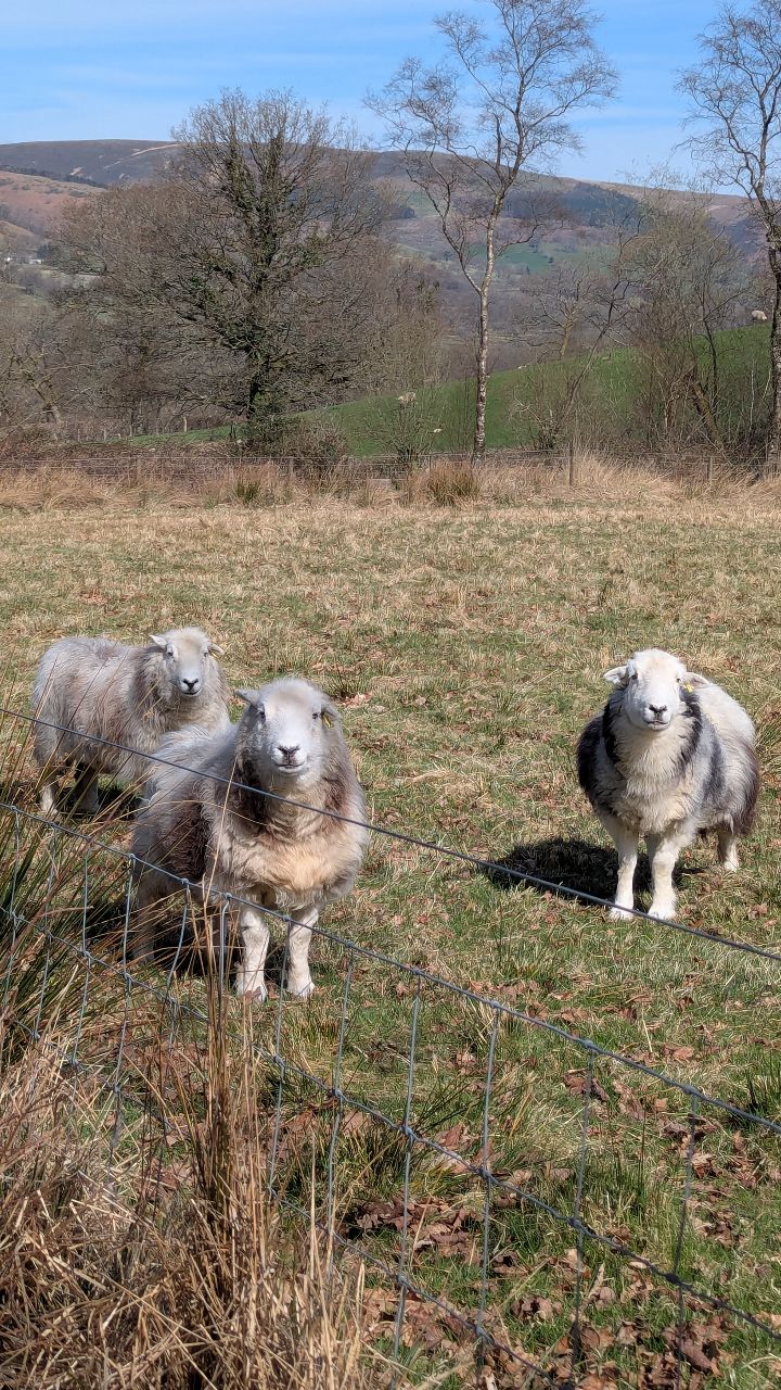 The chonks and zoo duties in the sunshine.
#rurallife
#midwales
#smallholding
#freeloaders