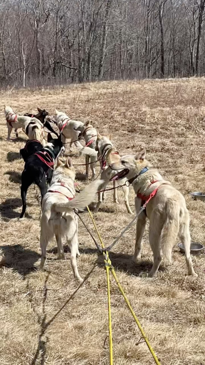 Mushing Fun! Come for a Run… #hilltownsleddogs #mushinglife #funrun #ilovemydog #sleddogsofinstagram #greatoutdoors
