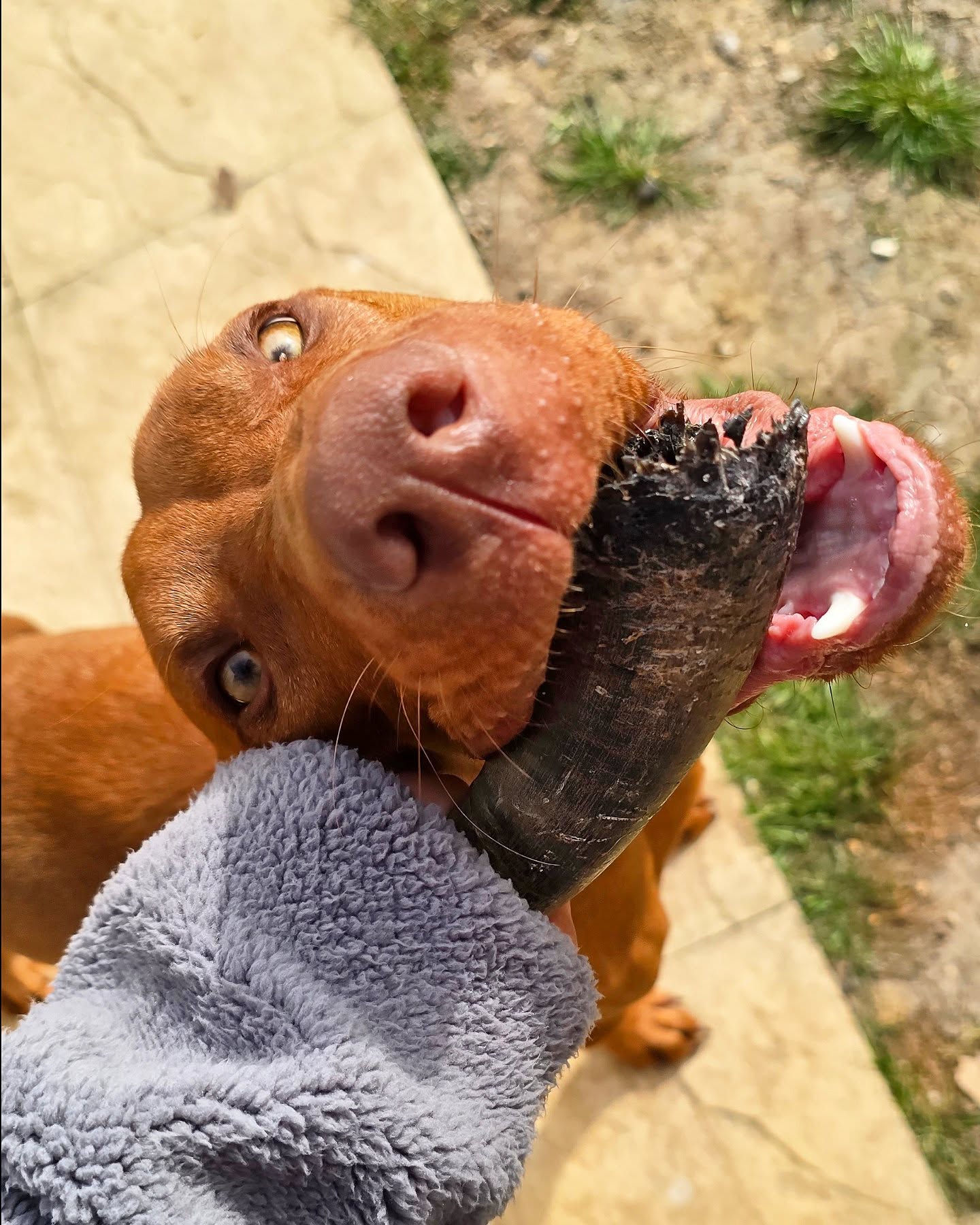 I forgot I got some close ups of his pearly whites 🦷😂 visits are always fun with @jasper_theviz 🐾
#wigglewaggles #vizsla #vizsasofinstagram #vizslapuppy #hungarianvizsla #cute #puppy #picoftheday #photooftheday #dogoftheday #dogsofinstagram #dogsitter #dogwalker #dogtrainer #doglover #dogwalk
