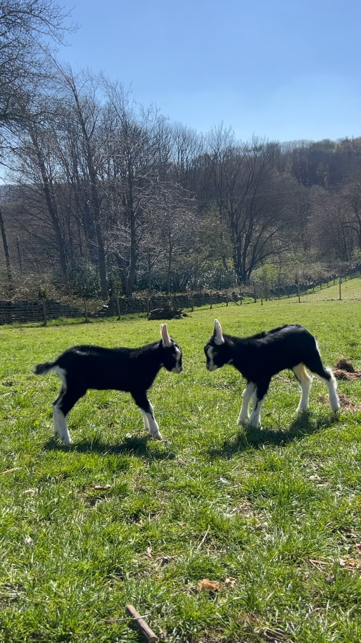 Sisterly love
.
#marshvalley #marshvalleysoap #playfighting #sibblingrivalry #babygoats #3weeksold #funinthesun☀️ #britishalpine #sisterlylove #kidslife #lovewhatyoudo #girlswillbegirls #supportsmallbusiness #madeinsheffield #madeinyorkshire #goatsmilksoap