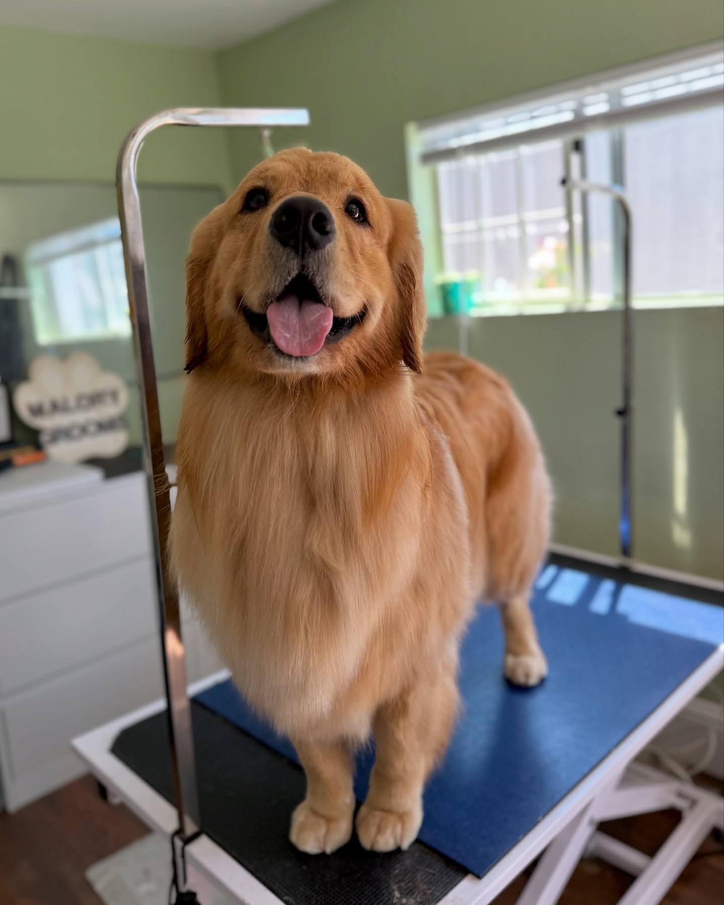 These golden girls are wishing you a Happy Tongue out Tuesday! 👅
#goldenretriever #doggroom #dogbeach #spawday #deshed #cute #dogsofinstagram #dog #golden #akc #responsiblybreddogs