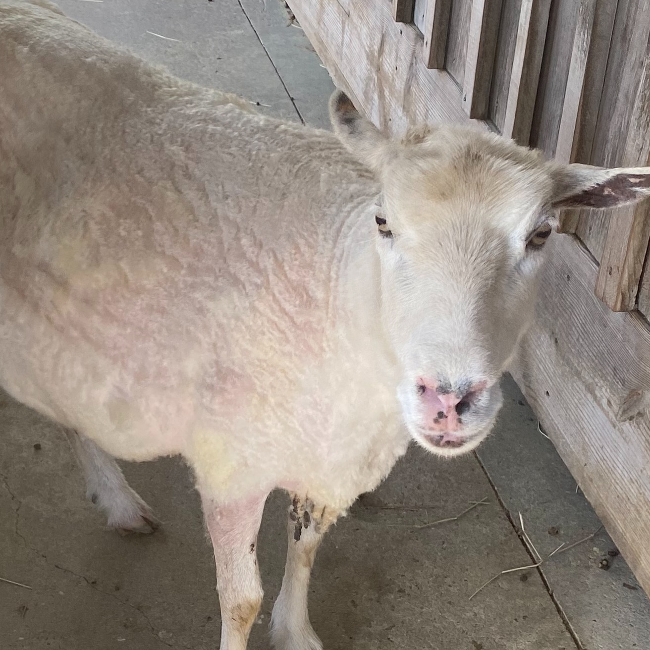 First sheep shorn this season. When you shear yourself, you can do one or two a day as weather and time permits. Plan was to do Teasel (this Finn girl) and Betty, our black Shetland, but I hurt my wrist somehow yesterday so we just did Teasel. I’m still no pro, but this was my best attempt so far. Teasel is enjoying the cool breeze. I couldn’t do it without the help of my hubby!!
#sheepshearing #finnsheep #fiberfarm #farmlife