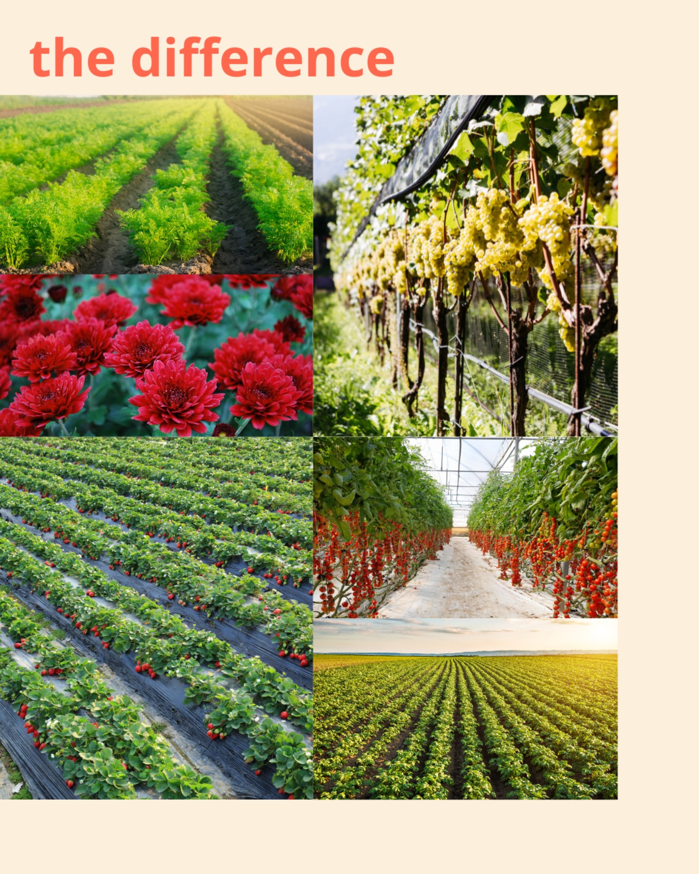 bee friendly, from seed to harvest 🐝
intact - creating the path for a new agriculture 🧡