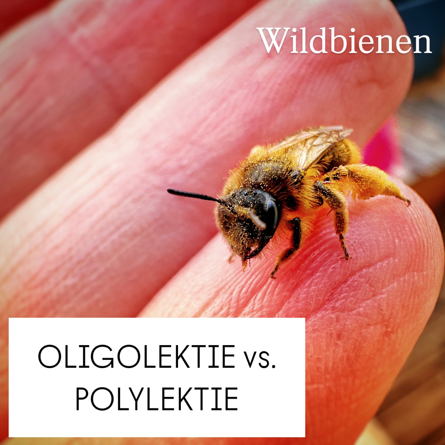 Wildbienen 🐝
Echte Spezialisten!
Einige Arten (sogenannte oligolektische Bienen) sammeln Pollen ausschließlich von einer bestimmten Pflanzenart oder -familie. Diese Spezialisierung ist so stark, dass sie erst mit dem Nestbau beginnen, wenn ihre „Lieblingspflanze“ blüht. Deshalb nennt man sie auch Pollenspezialisten. Fehlen diese Pflanzen in der Stadt oder auf dem Land, wird es für diese Bienen sehr schwierig.
Im Gegensatz dazu stehen polylektische Arten wie die Gehörnte Mauerbiene, sie fliegen viele verschiedene Blüten an und sind flexibler.
(Auch unsere Honigbienen sind polylektisch, deshalb gibt es verschiedene Honigsorten, je nachdem welche Blüten angeflogen werden. 😉)
Die enge Bindung zwischen Pflanze und Biene zeigt, wie wichtig vielfältige, blütenreiche Lebensräume sind. 🌼🤓
#wienliebe #wildbienen #artenvielfalt #beefriendly #naturinderstadt #naturschönheiten #bienen #bienenschützen #bee #blumenmachenglücklich #wien #bestäuber #nektar #imker #naturephotography #nature