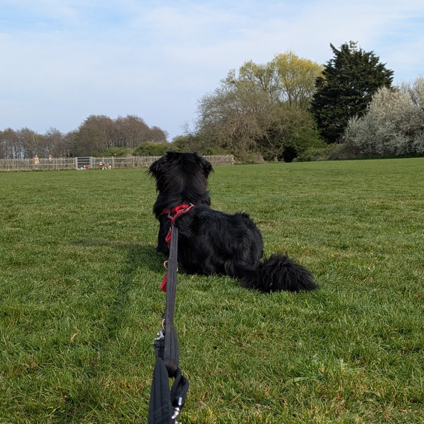 When your teenager is too cool to sit with you.
Working with your adolescent dog can feel like an uphill battle. I've learnt to ask for help, even though I'm a trainer and know what to do, sometimes you just need outside perspective and support.
Esme is lucky to have the support of her Aunty Joanna @muddytrailstraining when she won't take reinforcement from me, she'll take it from her. When I need support with my training plan she's there to help.
If you're struggling, this is your sign to ask for help, even if you know what to do, sometimes you need a helping hand.
Joanna and I are both positive reinforcement trainers, drop either of us a message for training advice and support.