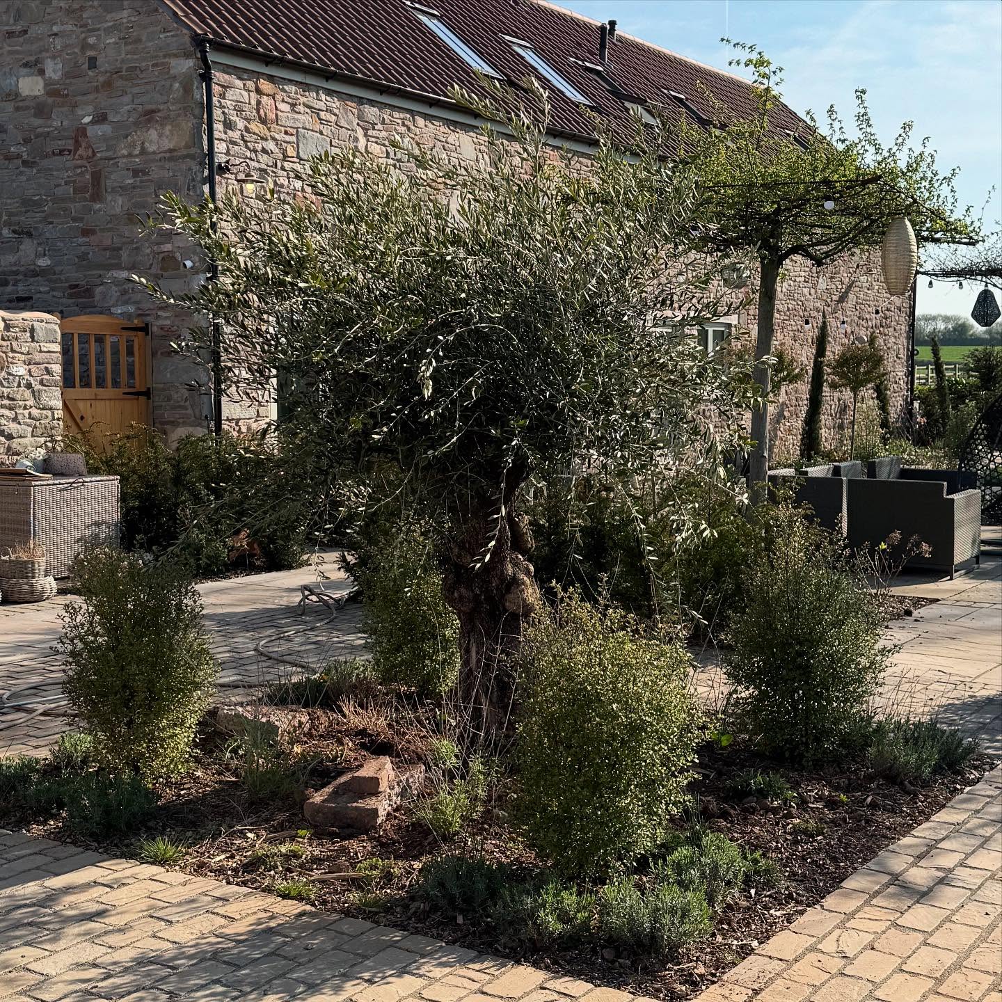 Olive tree - instant impact!! Another tree planting day today, this mature Olive will love this baking hot full sun position and is a real show stopper!!
#treeplanting
#olivetree
#mediterraneangarden
#gardendesign
#landscapegardener
#gardenmaintenance
#bristolgardens
#bristol
#cottagegarden