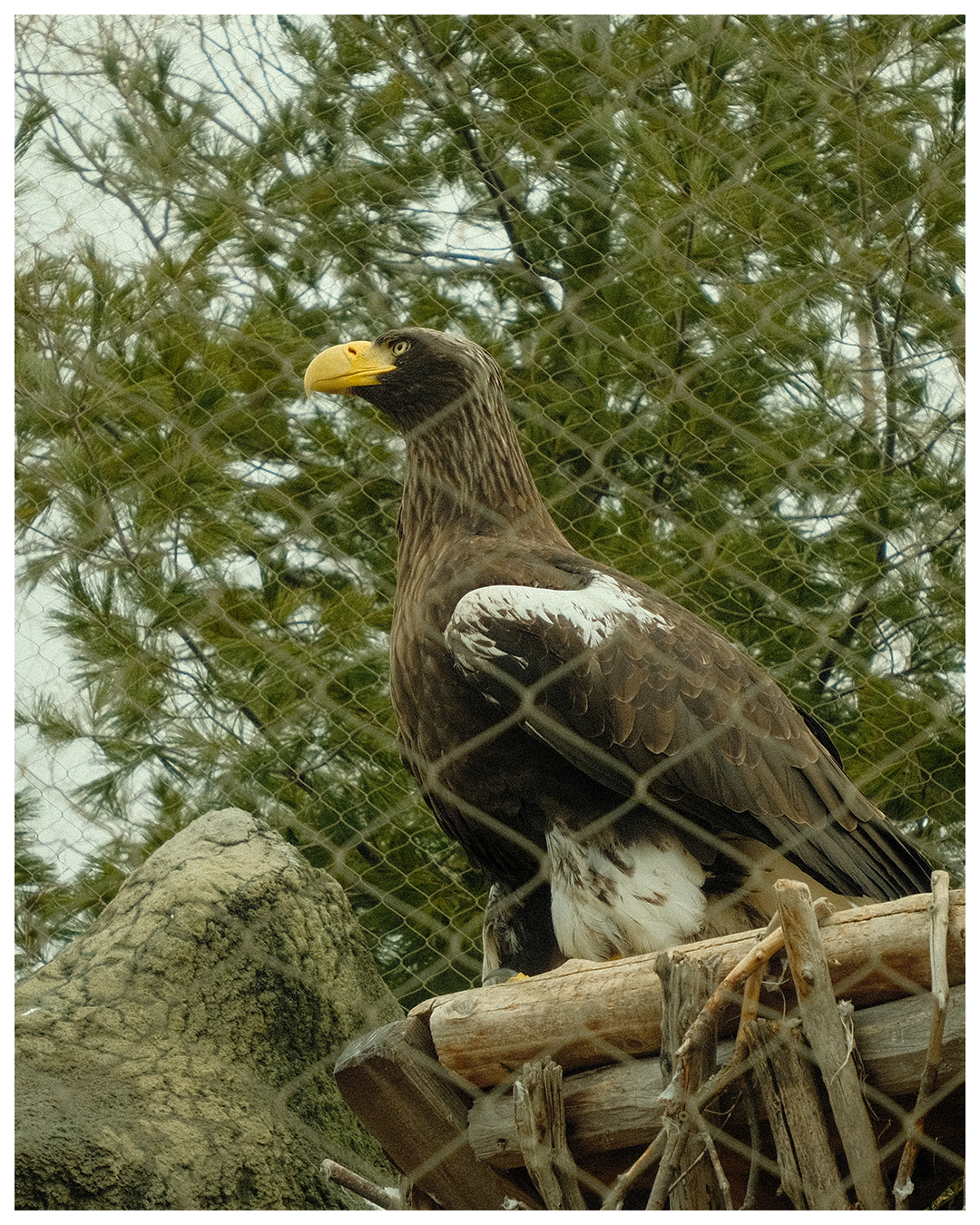 We should all be taking notes on its posture
#Fujifilmxt30ii #Fujifilm #FilmPhotographer #TorontoFilmPhotographers #TorontoFilmPhotography #PhotoOfTheDay #PhotographyDaily #fujifeed #myfujifilm #TorontoZoo