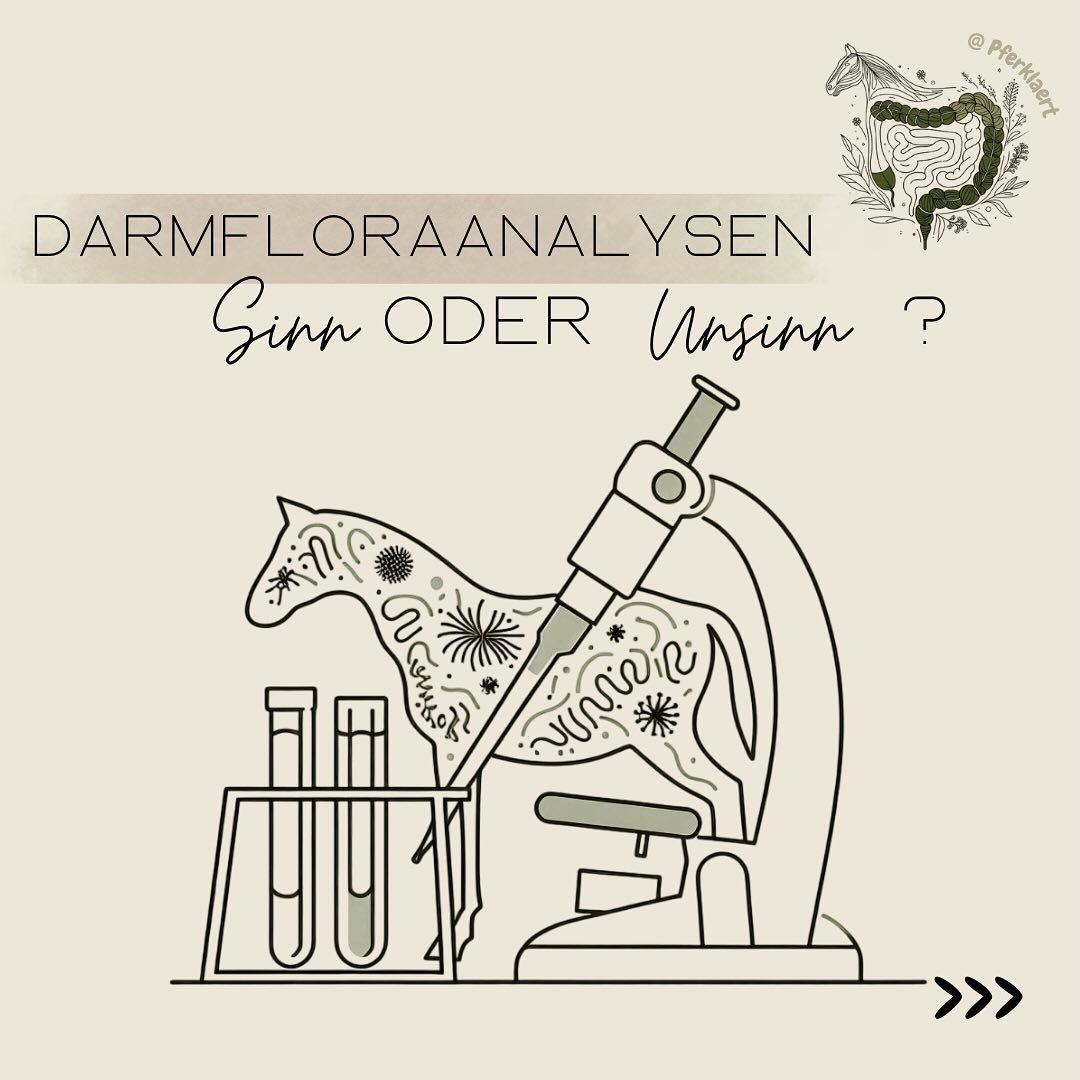 Immer mehr Labore bieten Darmflora-Analysen oder Kotscreens auf Basis von Kotproben an. Aber wie aussagekräftig sind diese Untersuchungen eigentlich für unsere Pferde?
🔍 Wie funktioniert die klassische Analyse?
Bei den meisten Untersuchungen wird eine Kotprobe auf Nährböden kultiviert, und die dort wachsenden Mikroorganismen werden bestimmt. Klingt logisch – ist aber leider nur ein kleiner Ausschnitt der Realität.
⚠️ Das Problem:
Nur ein Bruchteil der Mikroorganismen im Pferdekot ist kultivierbar – schätzungsweise zwischen 60 % und 99 % der vorhandenen Mikroben wachsen im Labor gar nicht.
➡️ Das bedeutet: Die Analyse bildet nicht die Vielfalt des Darmmikrobioms ab.
Zudem wachsen nur solche Mikroorganismen, die:
- die Liegezeit des Kots überstanden haben,
- Transport und Lagerung heil überstanden haben,
- und so genügsam sind, dass sie auf künstlichen Nährböden gedeihen.
Das, was dann ausgewertet wird, ist oft nicht repräsentativ für die wichtigen Darmsymbionten im Pferdedarm.
❗️Vorsicht bei der Interpretation!
Den wenigen nachweisbaren Arten wird oft eine viel zu große Bedeutung beigemessen, die sie nach Stand der Forschung nicht haben – etwa wenn eine Dysbiose festgestellt wird, nur weil Milchsäurebakterien (z. B. Lactobacillen, Streptococcen und Enterococcen) in geringer Zahl auftreten.
➡️ Häufig folgen dann Empfehlungen, mit Pro- und Präbiotika zu supplementieren – was mehr schaden als helfen kann.
📌 Was kann die Darmfloraanalyse also? (Bild 2)
✅ pH-Wert des Kots: Gibt Hinweise auf die Aktivität der Mikroben (optimal: 6.4–6.9)
✅ ELISA-Tests: Können gefährliche bakterielle Toxine (z. B. Clostridien) aufdecken und damit auf Infektion hinweisen
✅ Kulturelle Befunde: Aussagekraft variiert je nach Keim – hier ist Fachwissen gefragt (Bild 3)
⬇️In den Kommentaren geht’s weiter⬇️