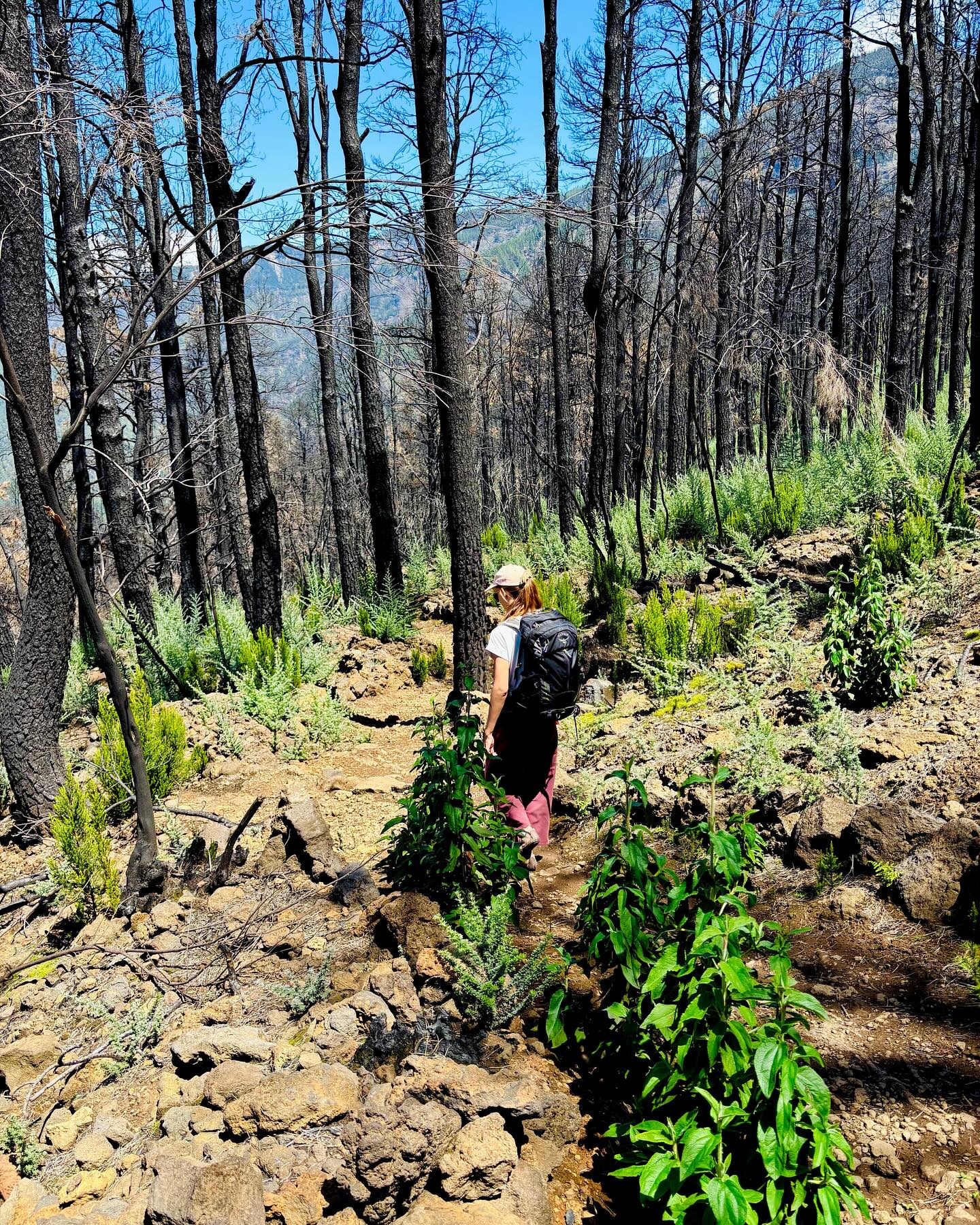 Fire creates space for new growth.
Yesterday, I went for a hike in the area on the island here that was severely affected by the forest fires 1.5 years ago.
While the traces were still visible - think lots of scorched, black trees - something else was also very visible now: plant shoots. Coming out of the stony ground around the burnt trees. Pushing through the black bark of the pine and eucalyptus trees. And popping up as patches of pioneer plants all over the place.
The air smelled fresh, the birds sang, and the forest felt fully alive.
It was a perfect reflection of my own life, looking at all the things that burnt down the past years. Making me feel at times this was endless, and question what will remain. While that inner fire hasn’t ceased yet, I now spot new patches of land where little plants have started to grow. Areas of my life, in which new forms become visible. A different landscape is emerging.
There is no such thing as death in nature, I thought in that forest, only constant transformation. One thing fades out of existence, and another enters. The potential, the seeds of it all, are always there, waiting for the right conditions to make their appearance.
What’s your experience with this?
#natureteaches #selflove #consciouslife #connection #selfdiscovery #innerjourney #conscioustools #bodymindsoul #selfhelp #selfcare #innernature #naturewisdom