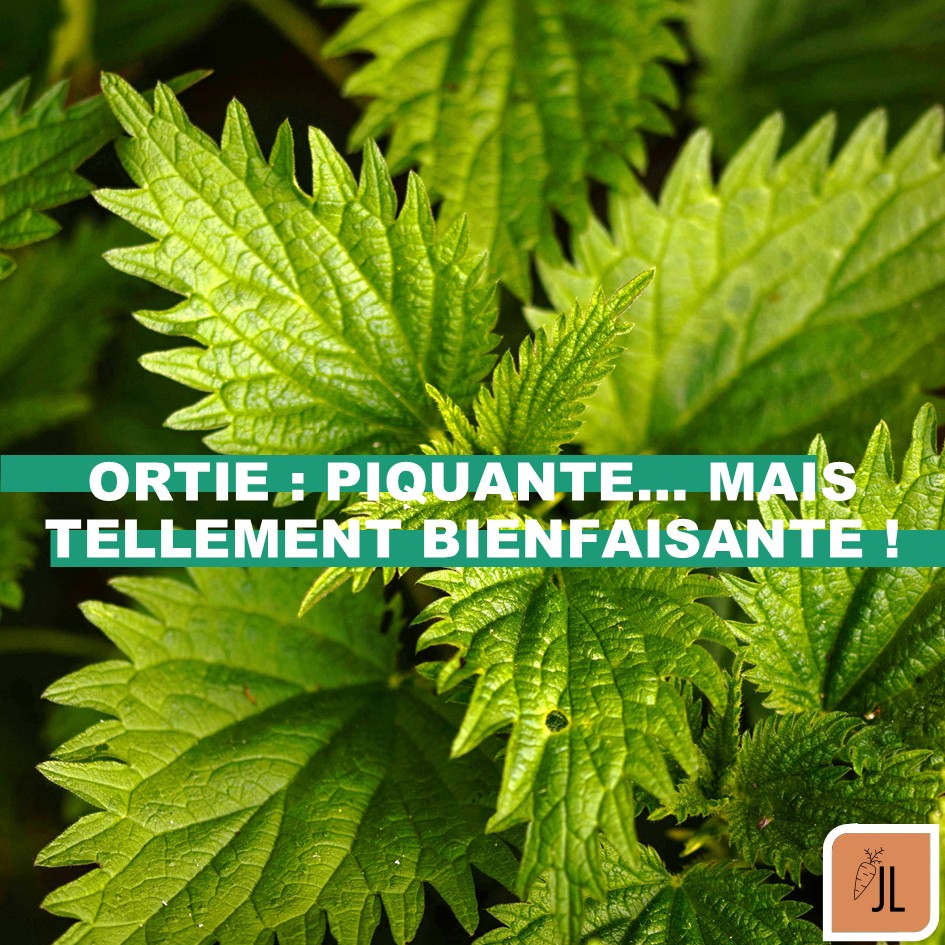 🌿 L’ortie : sauvage, piquante… et tellement généreuse
Souvent arrachée des jardins, elle est pourtant l’une des plantes médicinales les plus complètes.
Reminéralisante, anti-inflammatoire, détoxifiante, antihistaminique, tonifiante… Elle sait tout faire.
Dans ce carrousel, je t’explique comment l’identifier, la cueillir sans te piquer, l’utiliser, et même la cuisiner !
💬 Tu verras aussi pourquoi on doit faire attention avant de la consommer, surtout si on a un traitement en cours ou une pathologie particulière.
📌 Enregistre ce post pour ta prochaine balade 🌱
💚 Et dis-moi en commentaire : tu l’as déjà utilisée, l’ortie ? En cuisine, en tisane, en lotion ? Je suis curieuse de te lire 👇
—
#naturopathie #ortie #plantesmedicinales #cueillettesauvage #santénaturelle #remedesenature #détoxnaturelle #allergiesaisonniere #tisanebienetre #phytothérapie