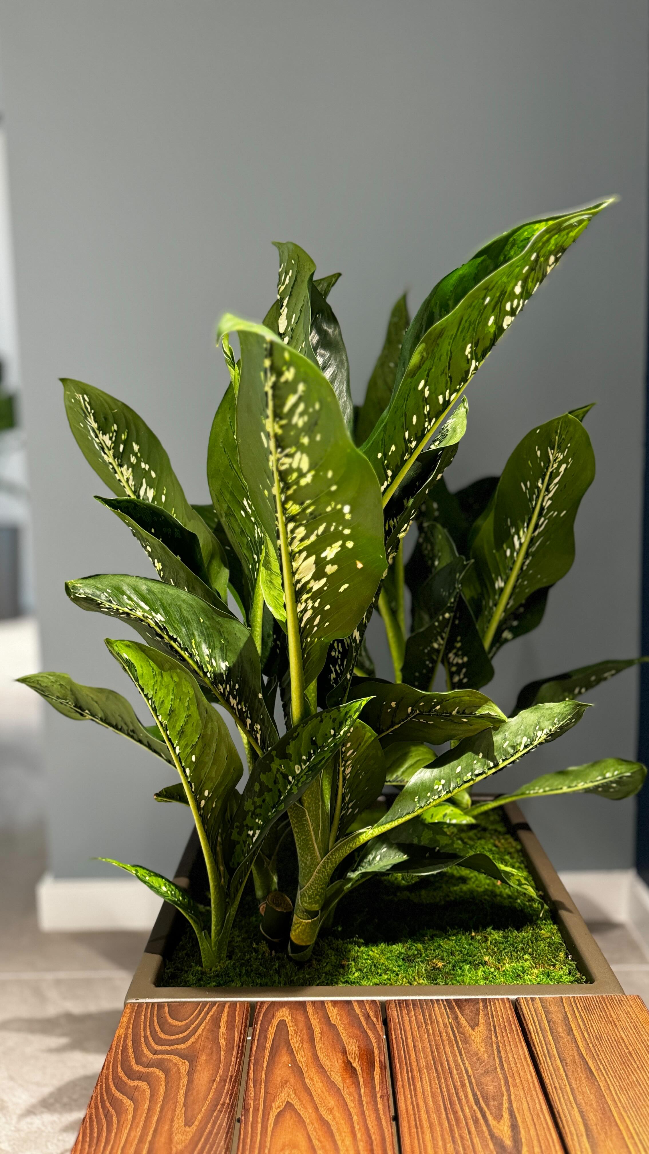 Some call it anxiety, we call it plant care andĀ prevention š