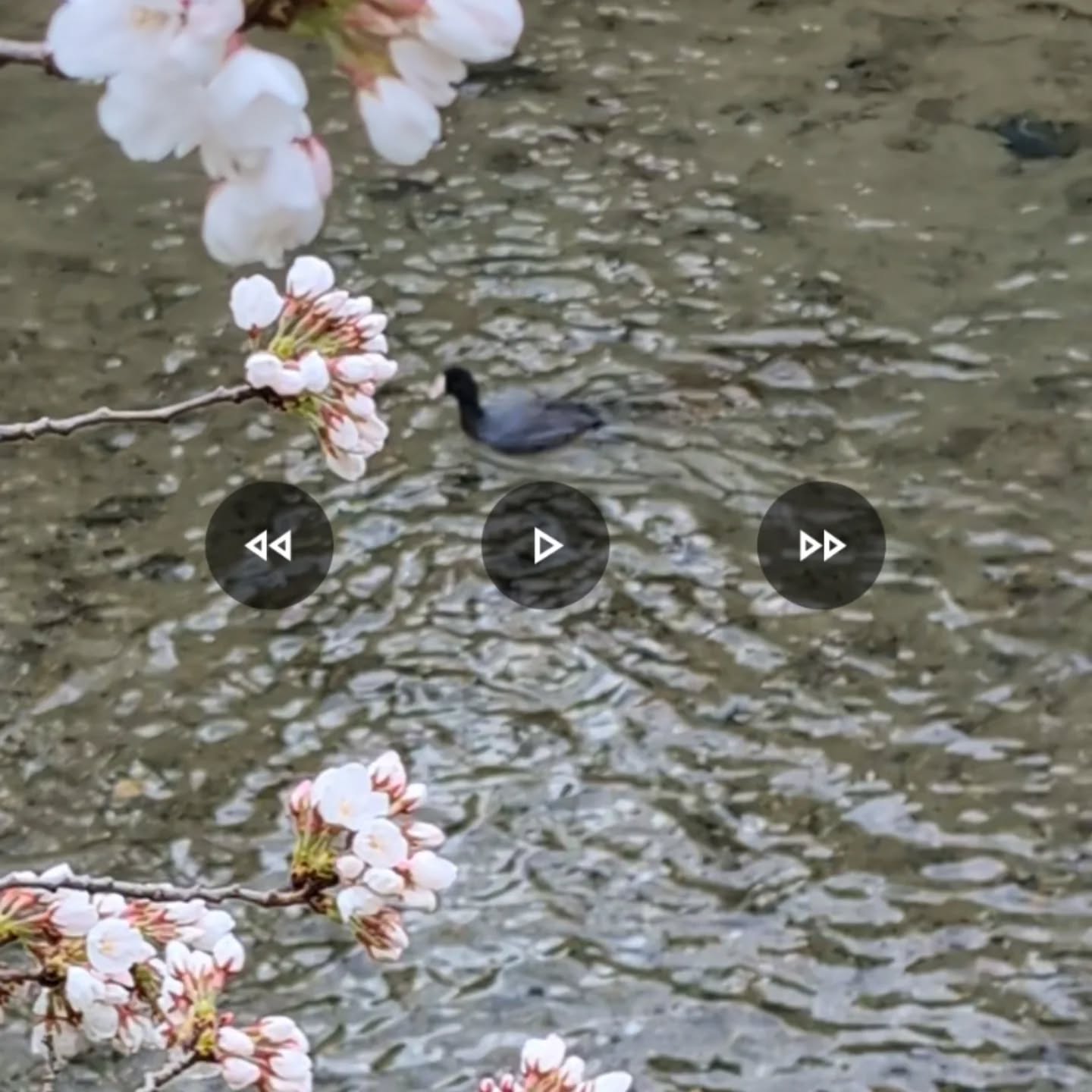 #国産はちみつ花めぐり傍 #さくら🌸と春の野鳥「オオバン」