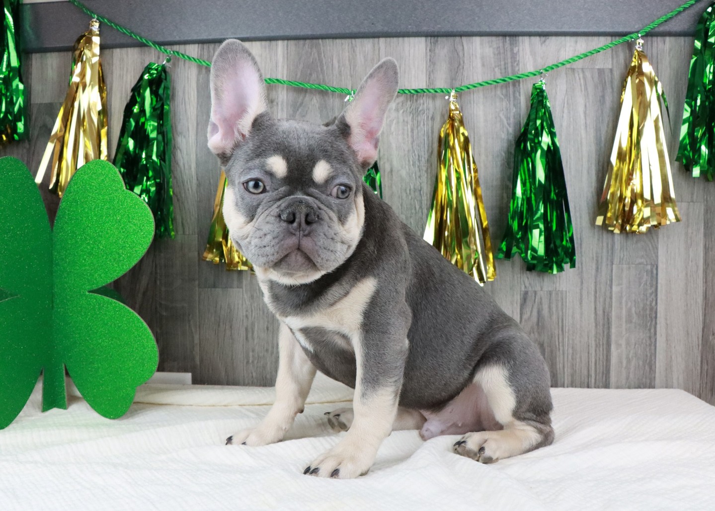 Say hello to Parker, the cutest French Bulldog boy! 🎉 With his wrinkly face and big playful heart, he's ready to find his forever home! If you're looking for a loyal companion, Parker is your guy! 🐾❤️ #FrenchBulldog #PuppyLove #AdoptParker #PawPrintCompanions Link in Bio
