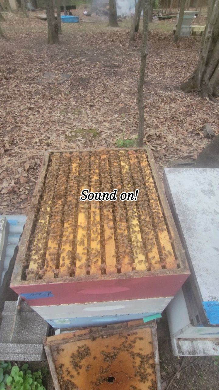 Short cold snap and rain...its going to get crowded fast!
#beekeeping #honeybees