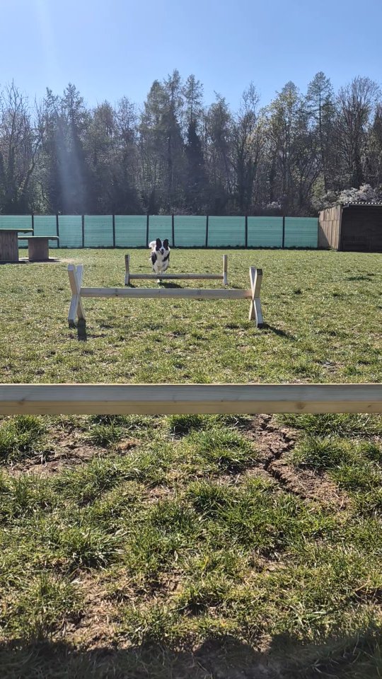 New jumps now in both fields!
They’re moveable, so you can adjust the height to suit little and long legs.
Ruby tested them out…... Not all collies suited to agility 😂
#TheDogFieldAtEwen #bestinfieldewen #DogFriendlyCotswolds #DogAgilityFun