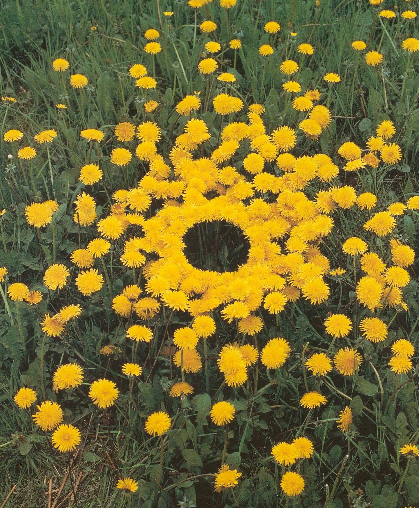 happy spring from #andygoldsworthy
🔅: Dandelions, Yorkshire Sculpture Park, April 28, 1987
🍃 : Rhododendron leaves creased to catch the hazy to bright light held to the ground with thorns. Yorkshire Sculpture Park, February 11, 1987
