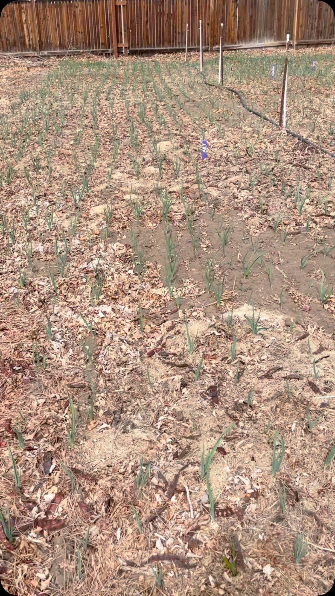 Things are getting ready! Lots of plants growing indoors, garlic growing outside, and going to start getting the fields ready this month. The next big thing is potato planting at the end of April