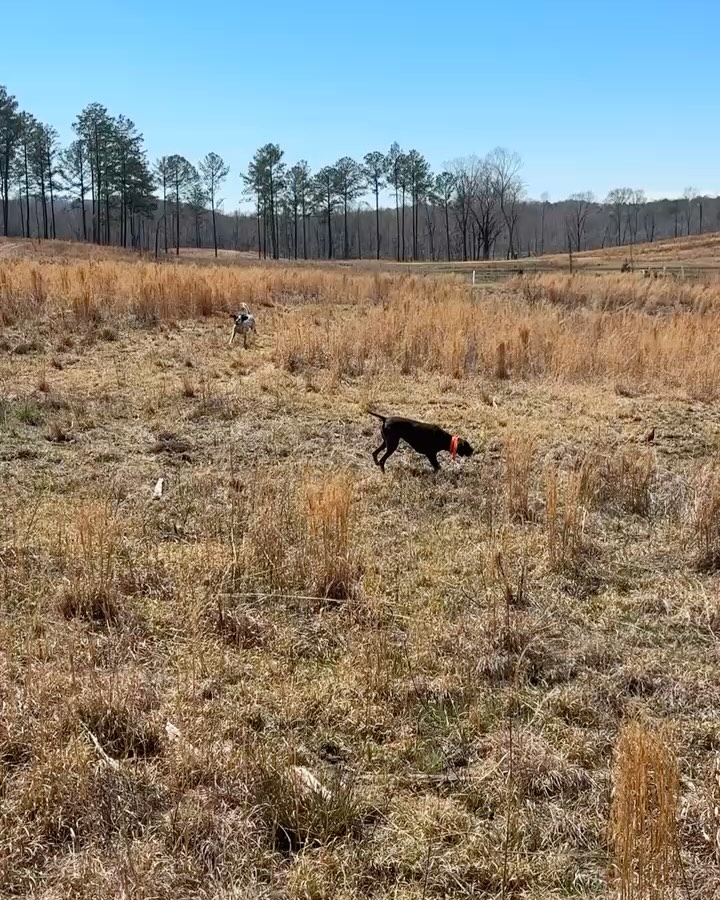 Backing ✅
.
.
.
#schillingsgundogs #schillingsgundogstraining #sgdtraining
#uplanddogtraining #uplanddogtrainer
#gundogtraining #gundog #birddogtraining #birddog #retriever #retrievertraining