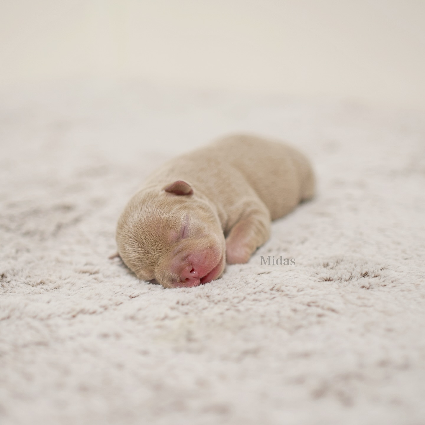 MIDAS 💛
Mit 249g kam er zur Welt als 6️⃣ im Wurf. Die Vorstellung kommt wieder ein wenig verspätet, denn zwischen Welpenliebe, Arbeit und Studium ist hier ganz schön was los.
Aber jetzt ist sein Moment gekommen:
Midas – benannt nach dem König aus der griechischen Mythologie, dessen Berührung alles zu Gold machte. 🔱Passend, denn sein goldfarbenes Fell lässt ihn in einem warmen, isabellfarbenen Ton schimmern. Ein kleiner Schatz, der seinem Namen alle Ehre macht – frech, charmant und voller Magie. Ein stolzer Bursche! 😍
Die letzte Vorstellung folgt ganz bald. 🙏😊
#AlphaBully #sportlichebulldogge #französischebulldoggen #bulldoggswithnoses #bullymitnase #healthyfrenchie #frenchiesofinstagram #sportlichefrenchies #nasenbär #retrofrenchie #huskyfrenchie #französischebulldogge #französischebulldoggedeutschland #französischebulldoggeschweiz #bullysmitnase #frenchiebreeder #bulldoggezüchter