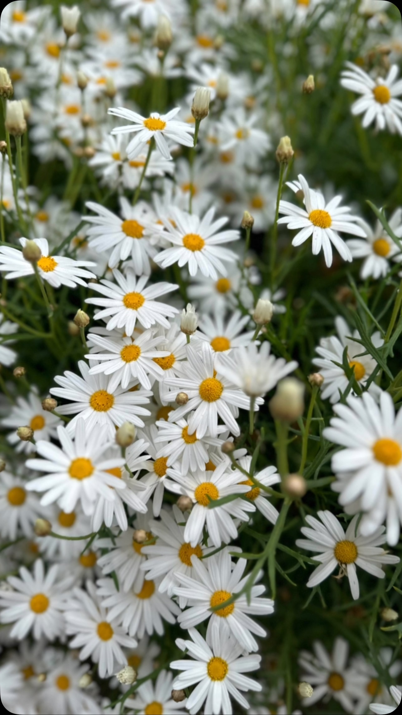 #flowers #onacleardayyoucanseeforever #blooms #spring #bekind #gratitude #allthecolorsoftherainbow #celebratediversity